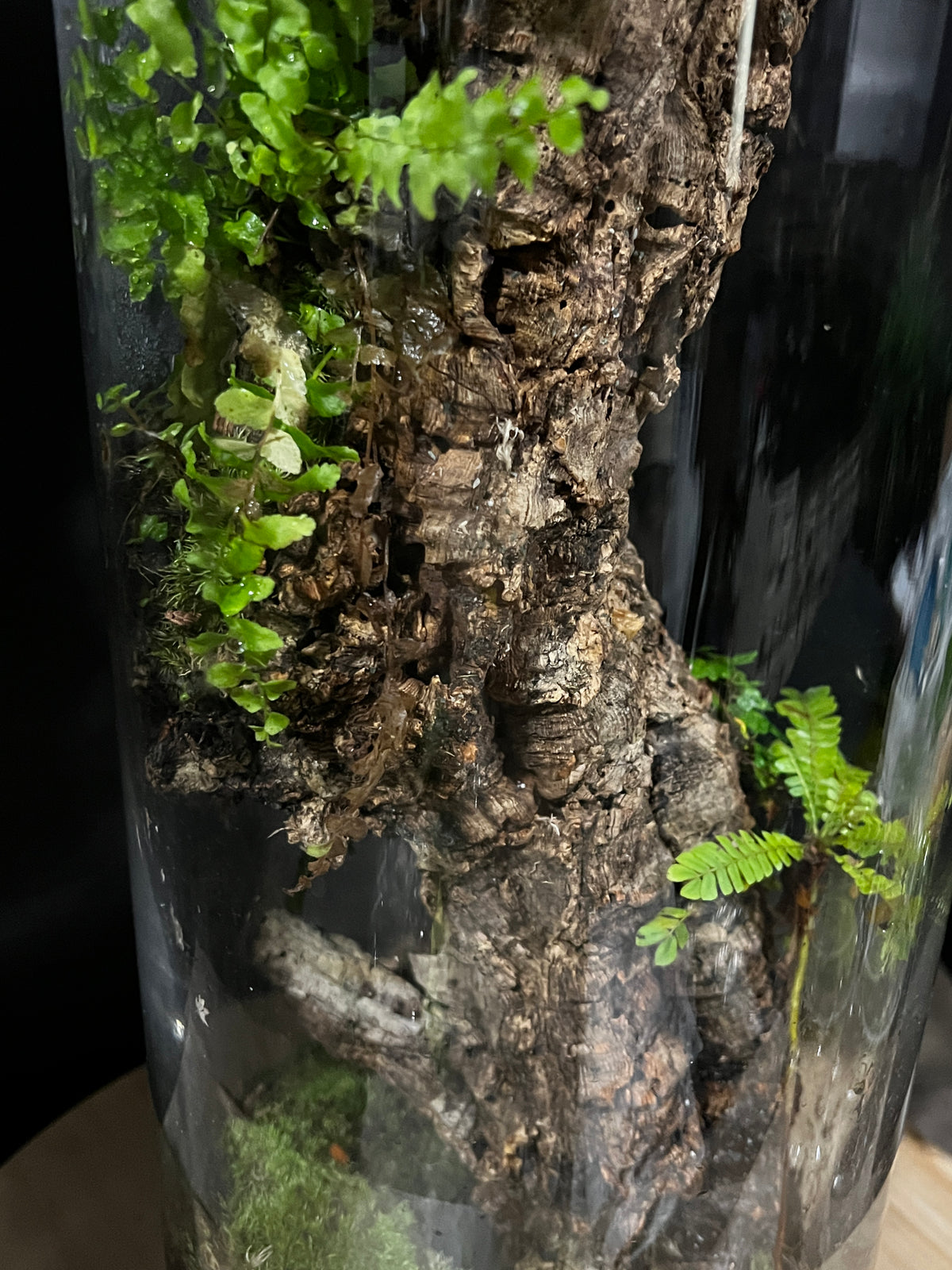 Terrarium 947