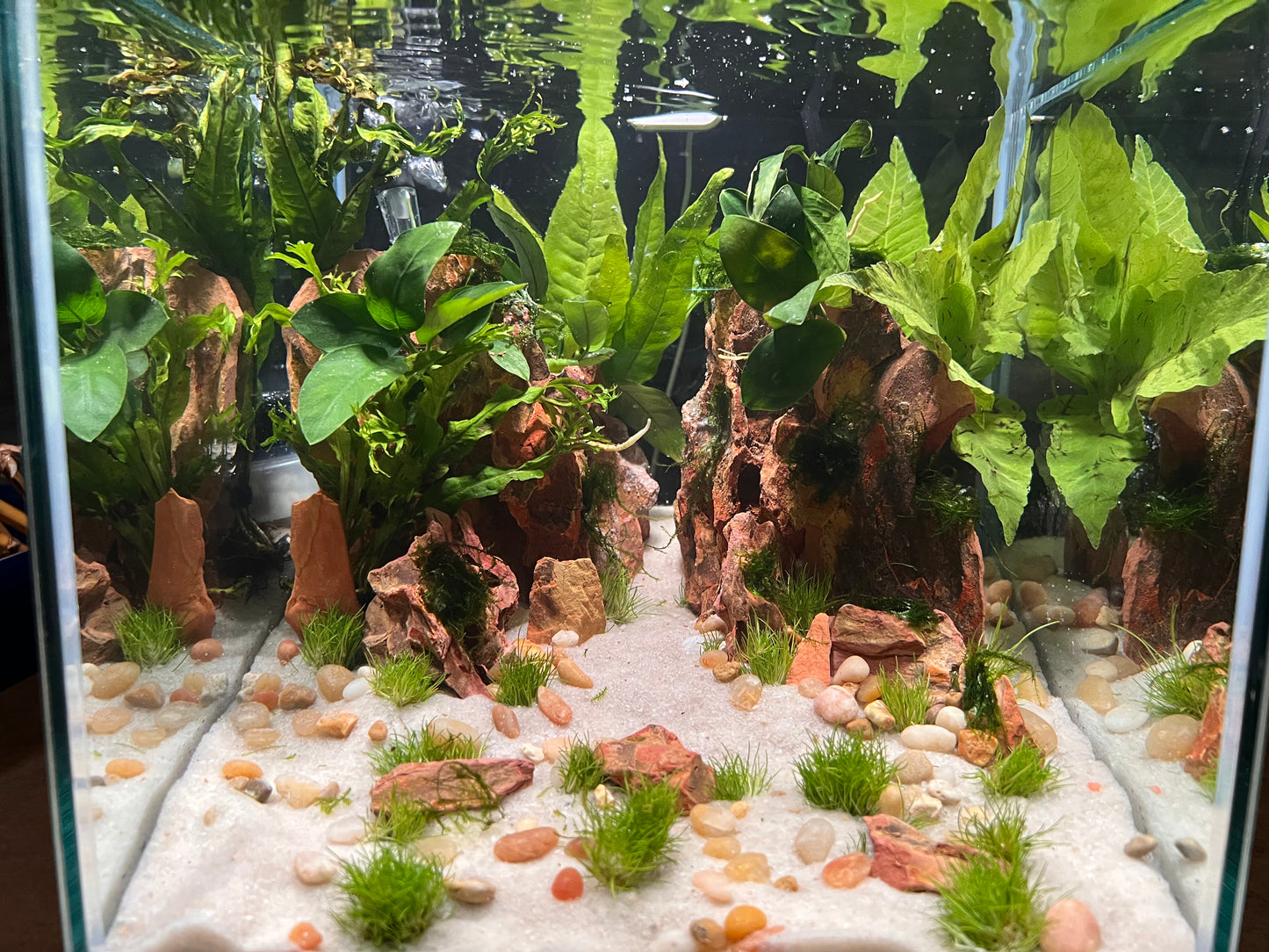 Nano Aquarium: Twin Peaks