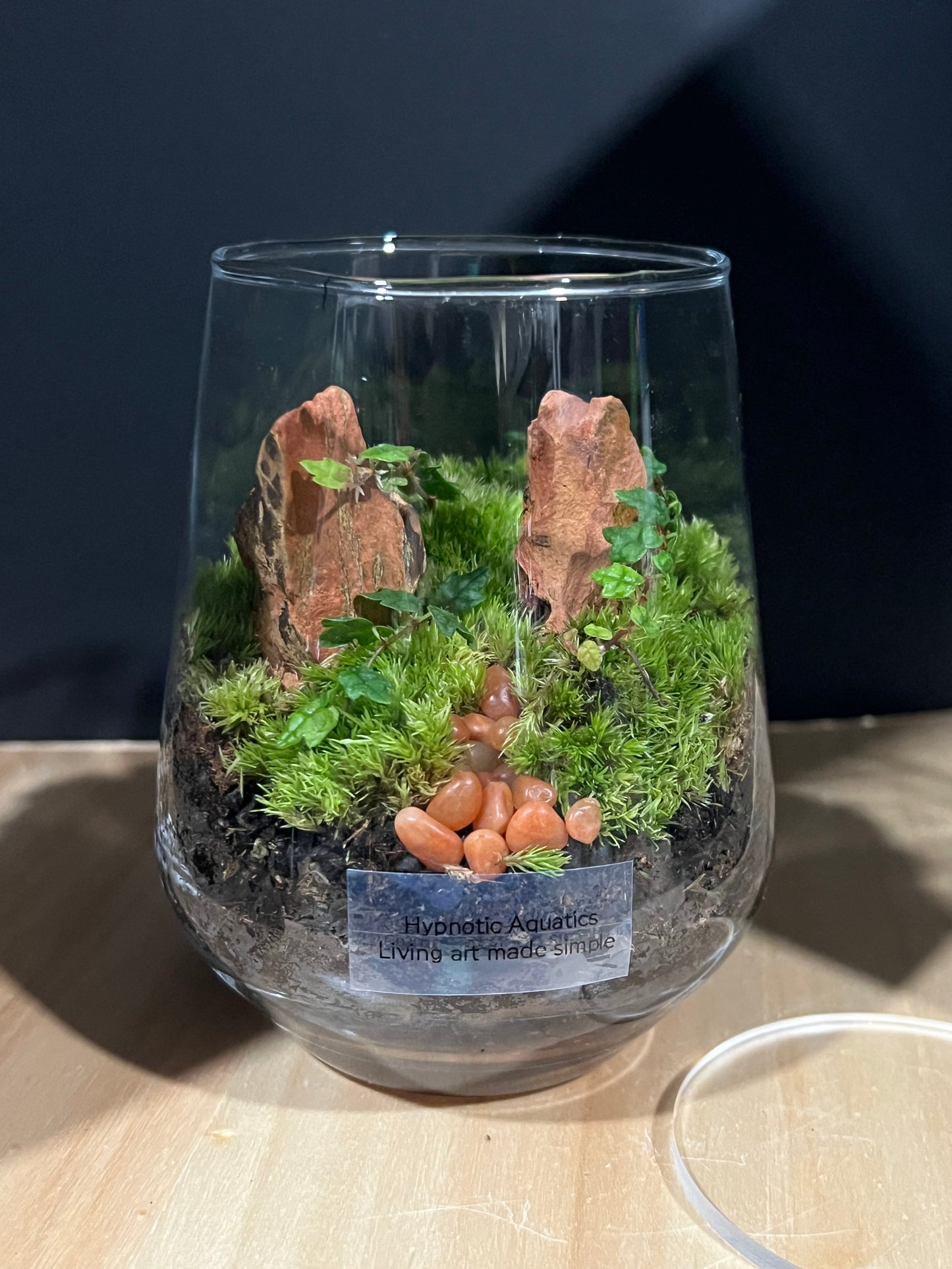 Terrarium 801