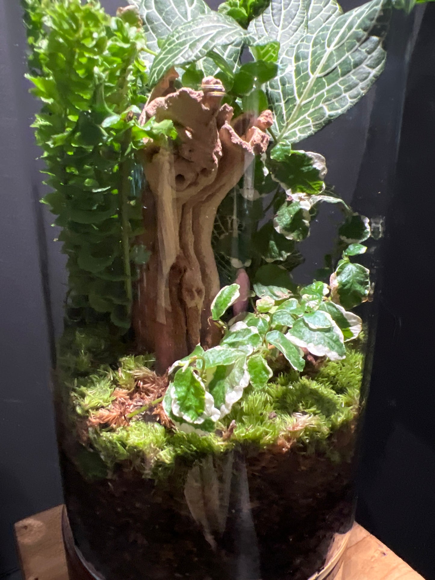 Terrarium #49