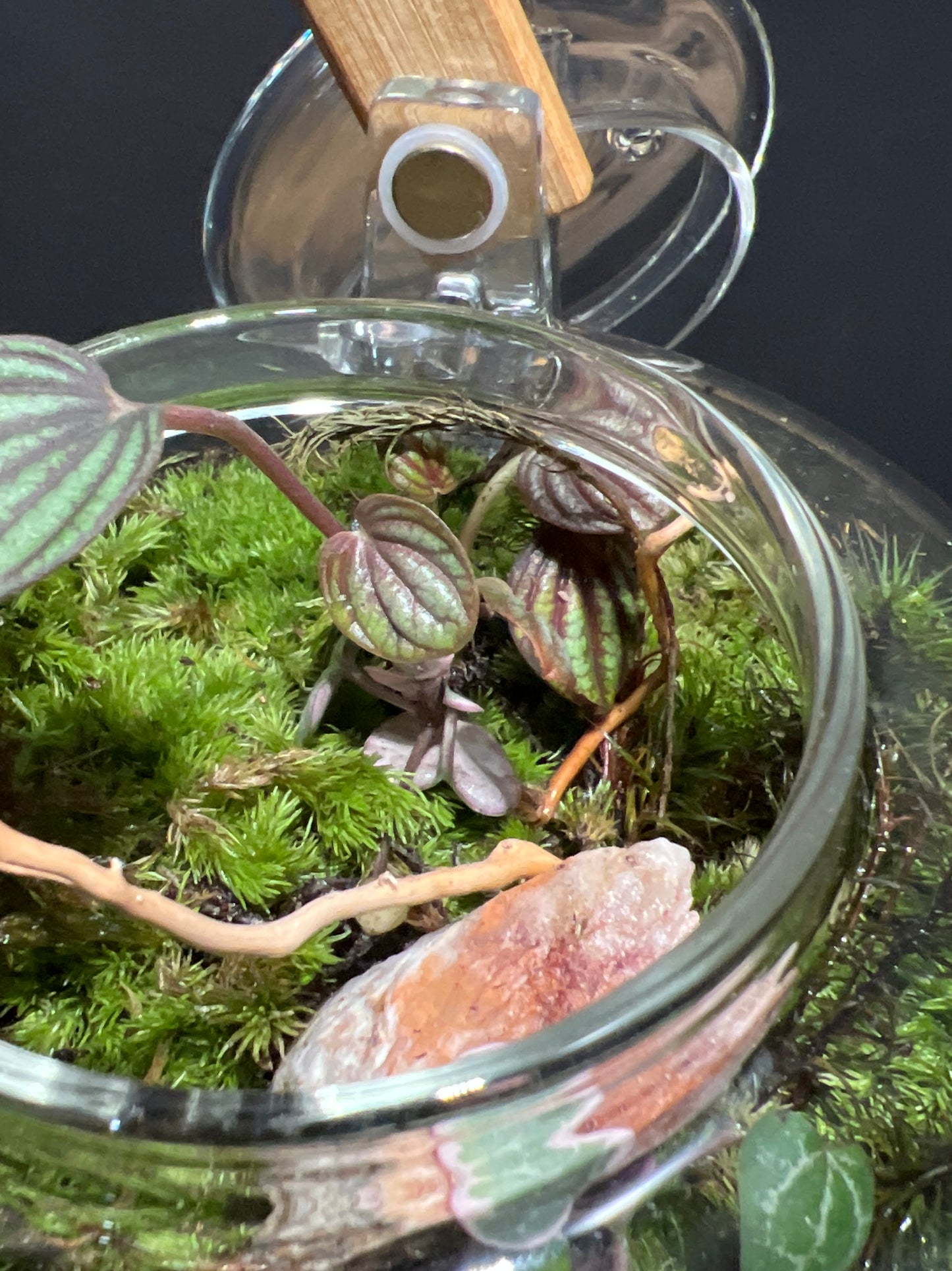 Terrarium #97