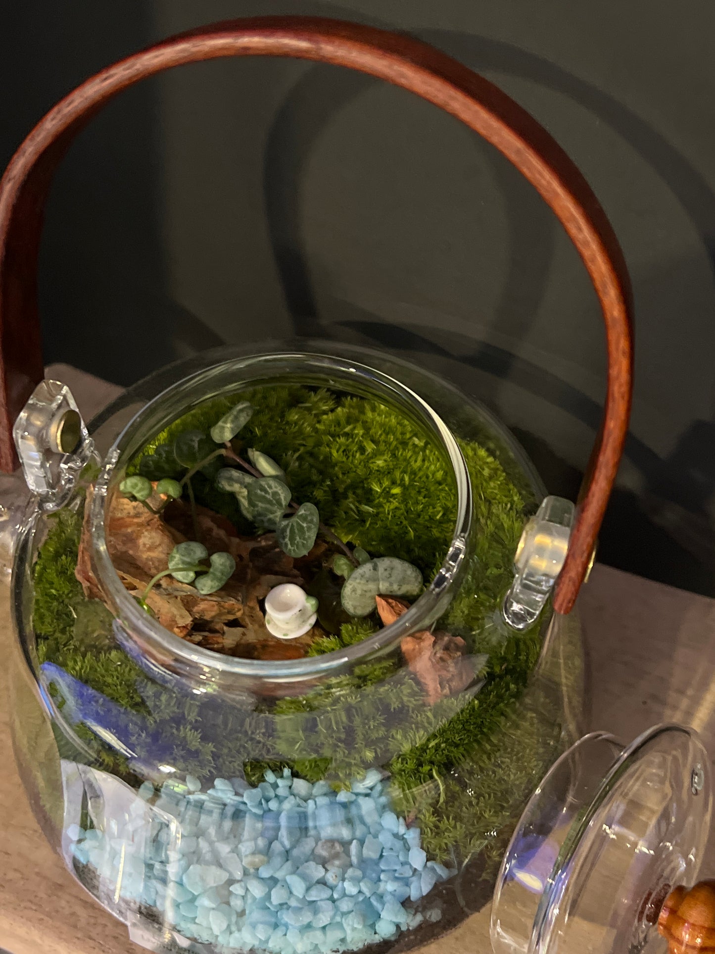 Terrarium 477