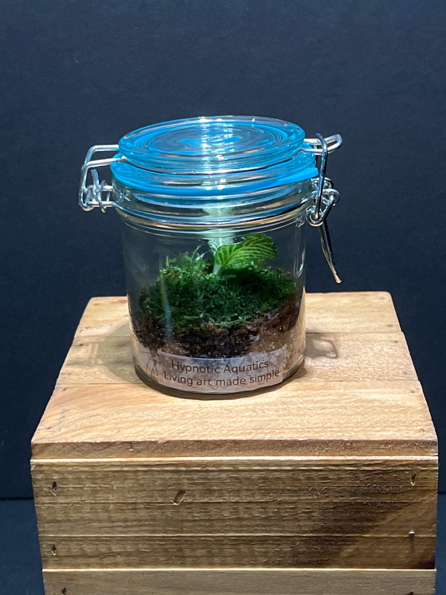 Terrarium #125