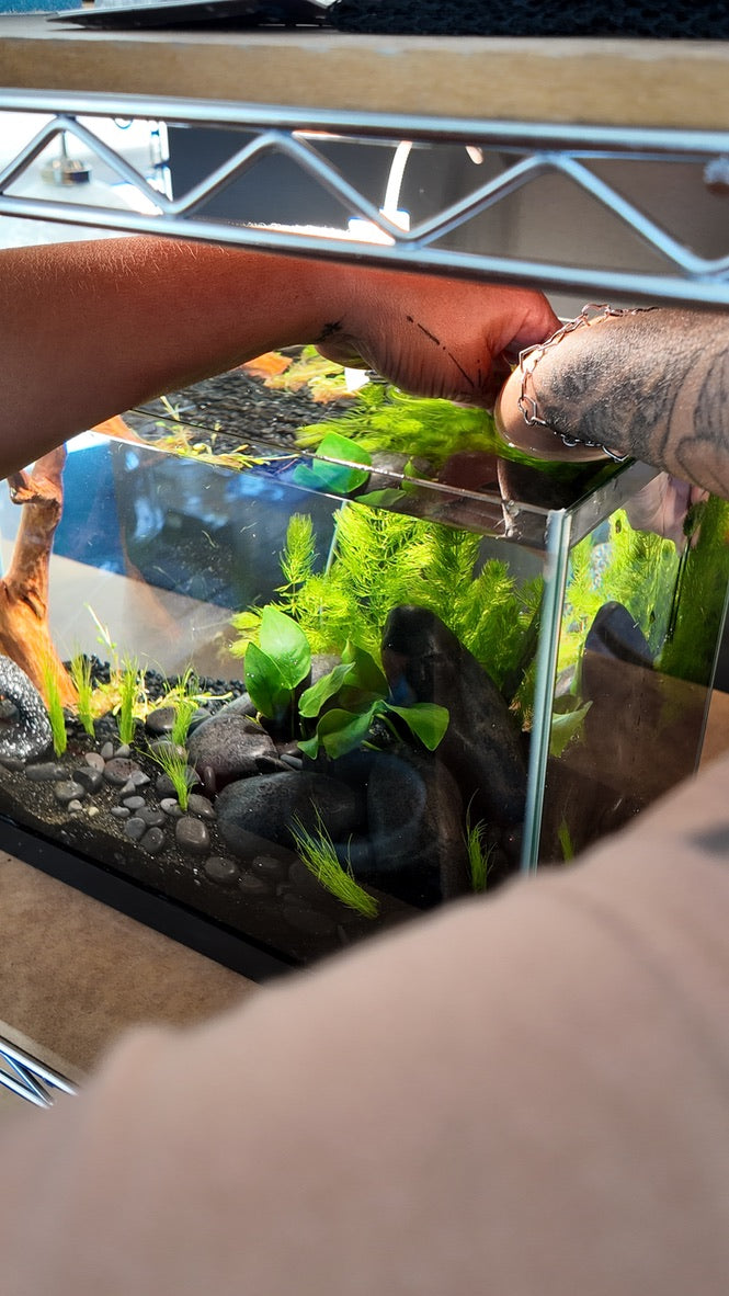 Nano Aquarium: Midnight