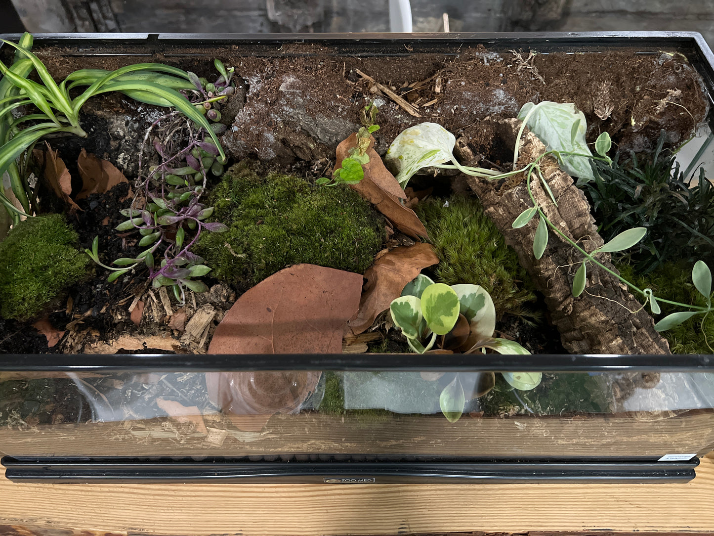 Terrarium 413 Habitat