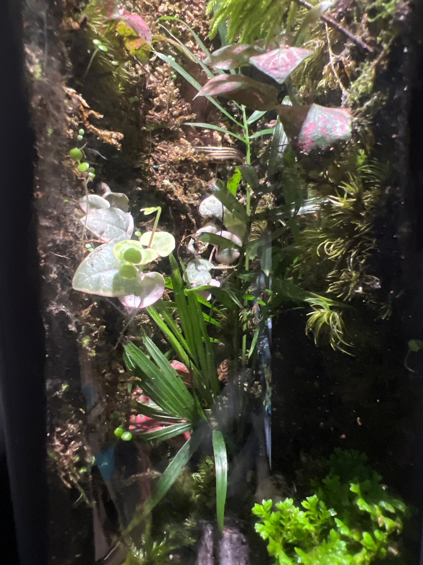Terrarium #86
