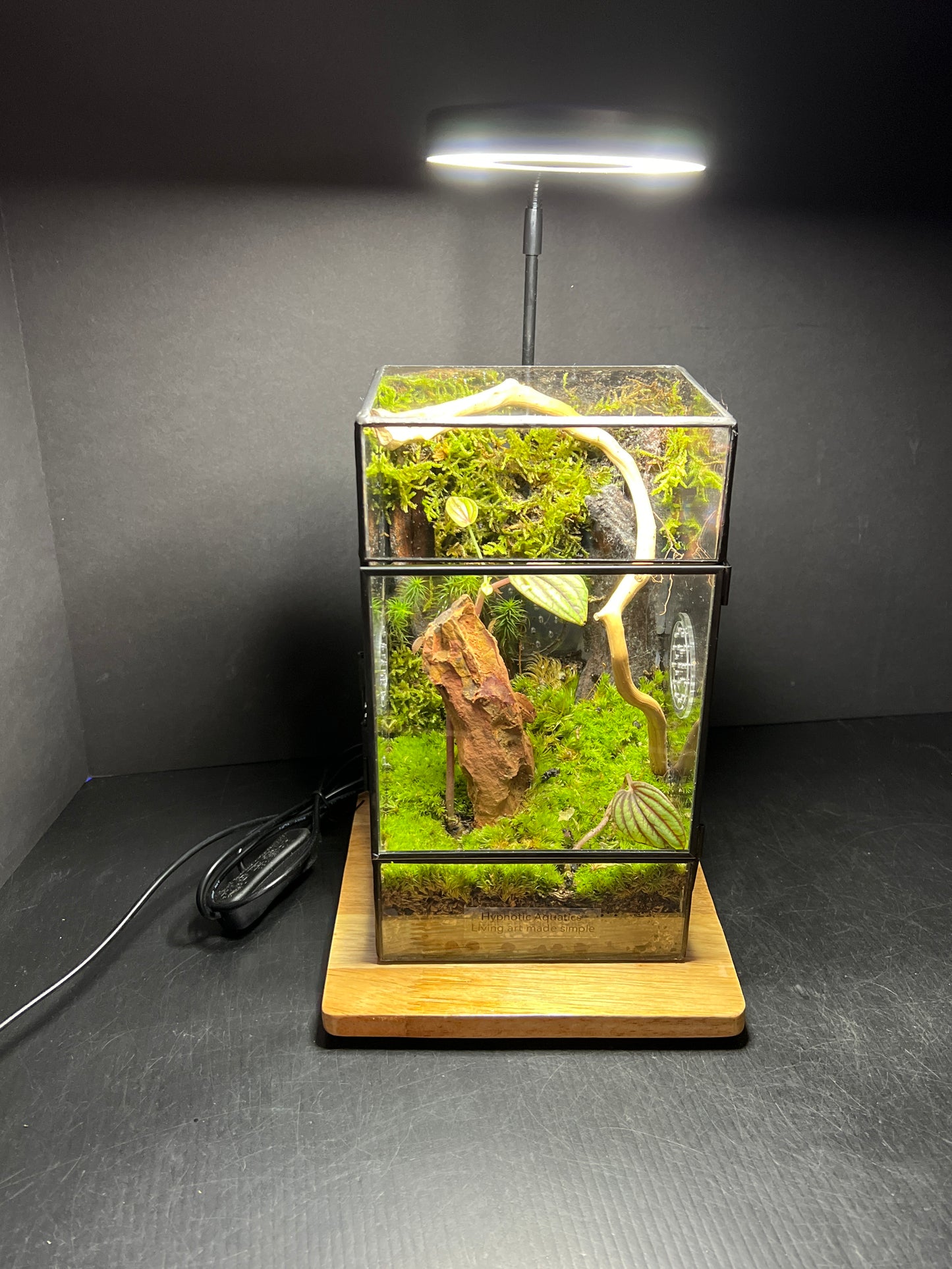 Terrarium 193