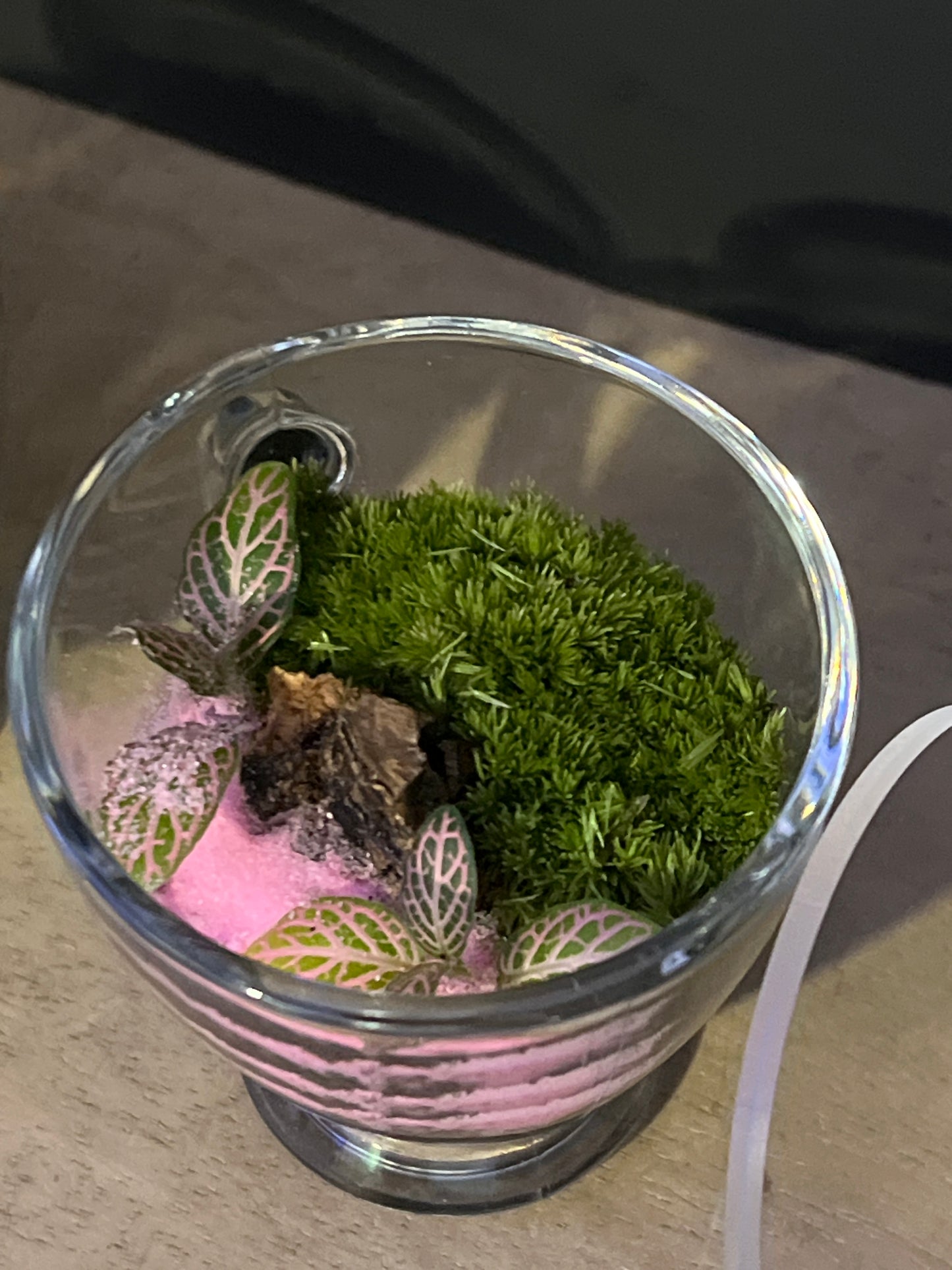 Terrarium 481 (seti)