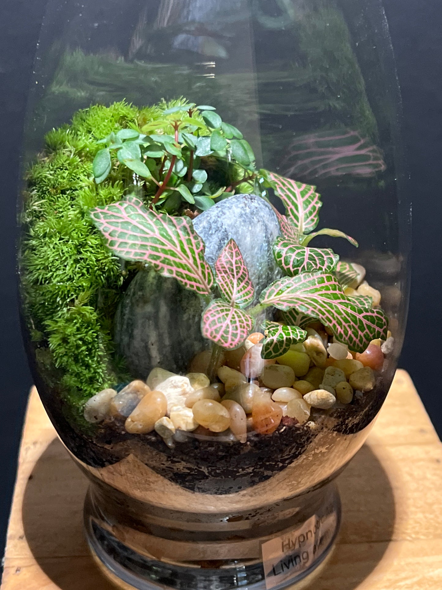 Terrarium #88