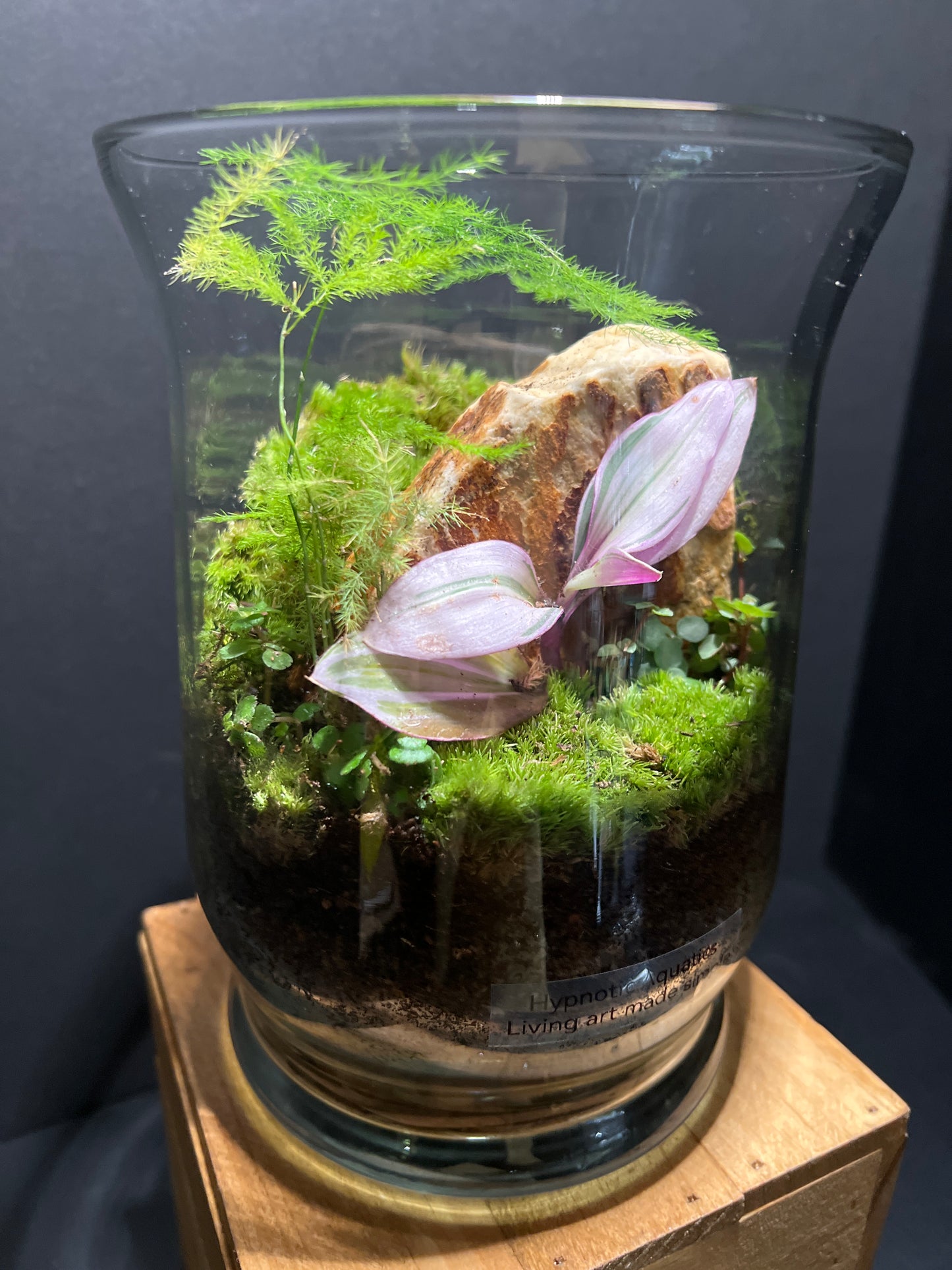Terrarium #61