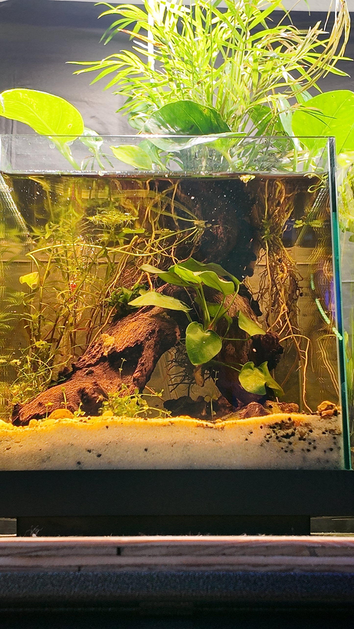 Nano Aquarium: Roots