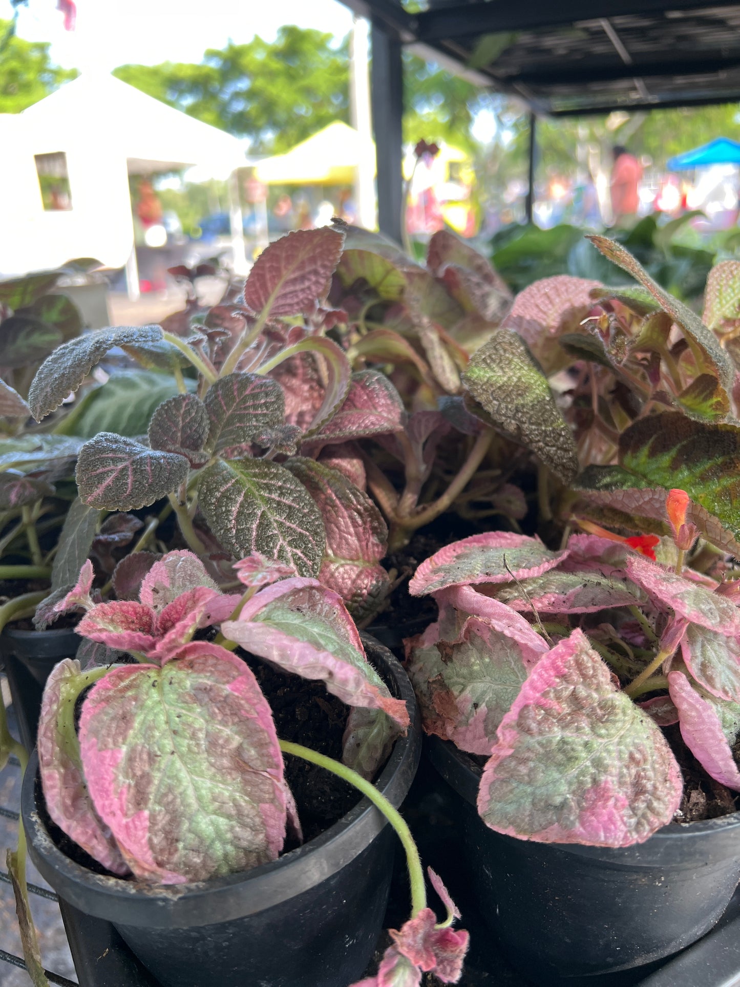 Live Plants: Flame Violets/ African Violet