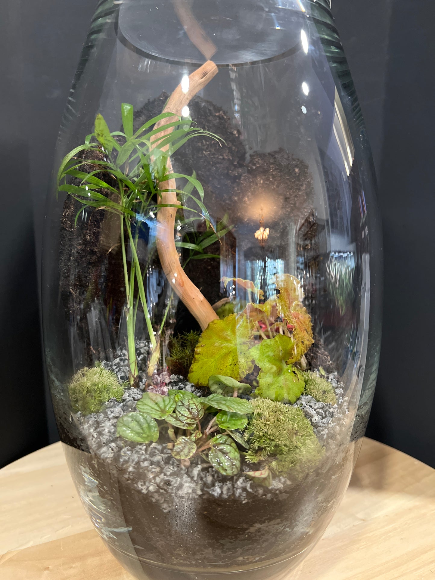 Terrarium #58