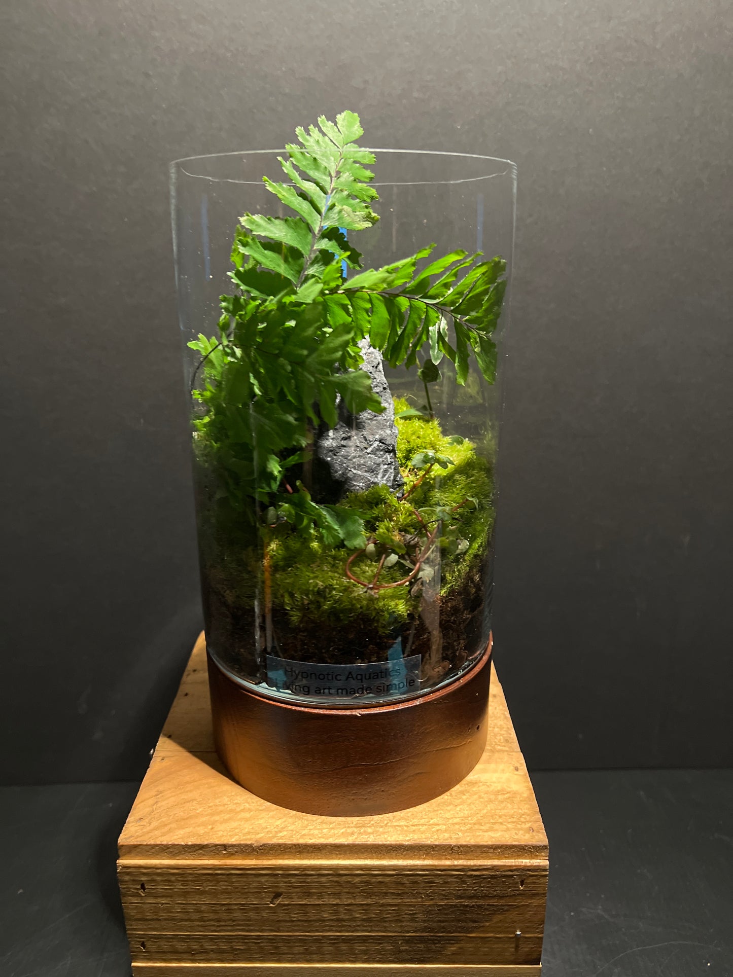 Terrarium 183