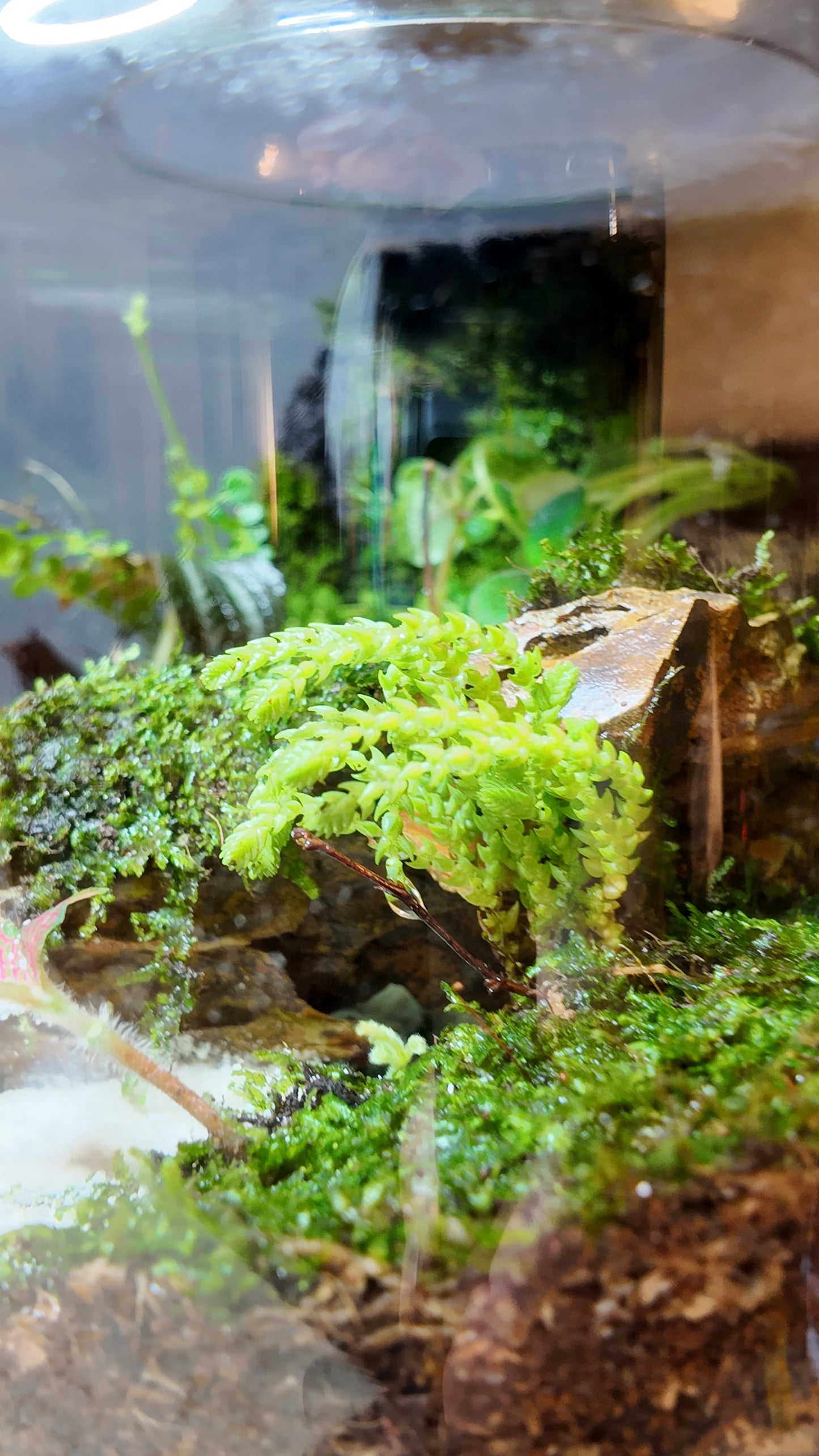 Terrarium #3