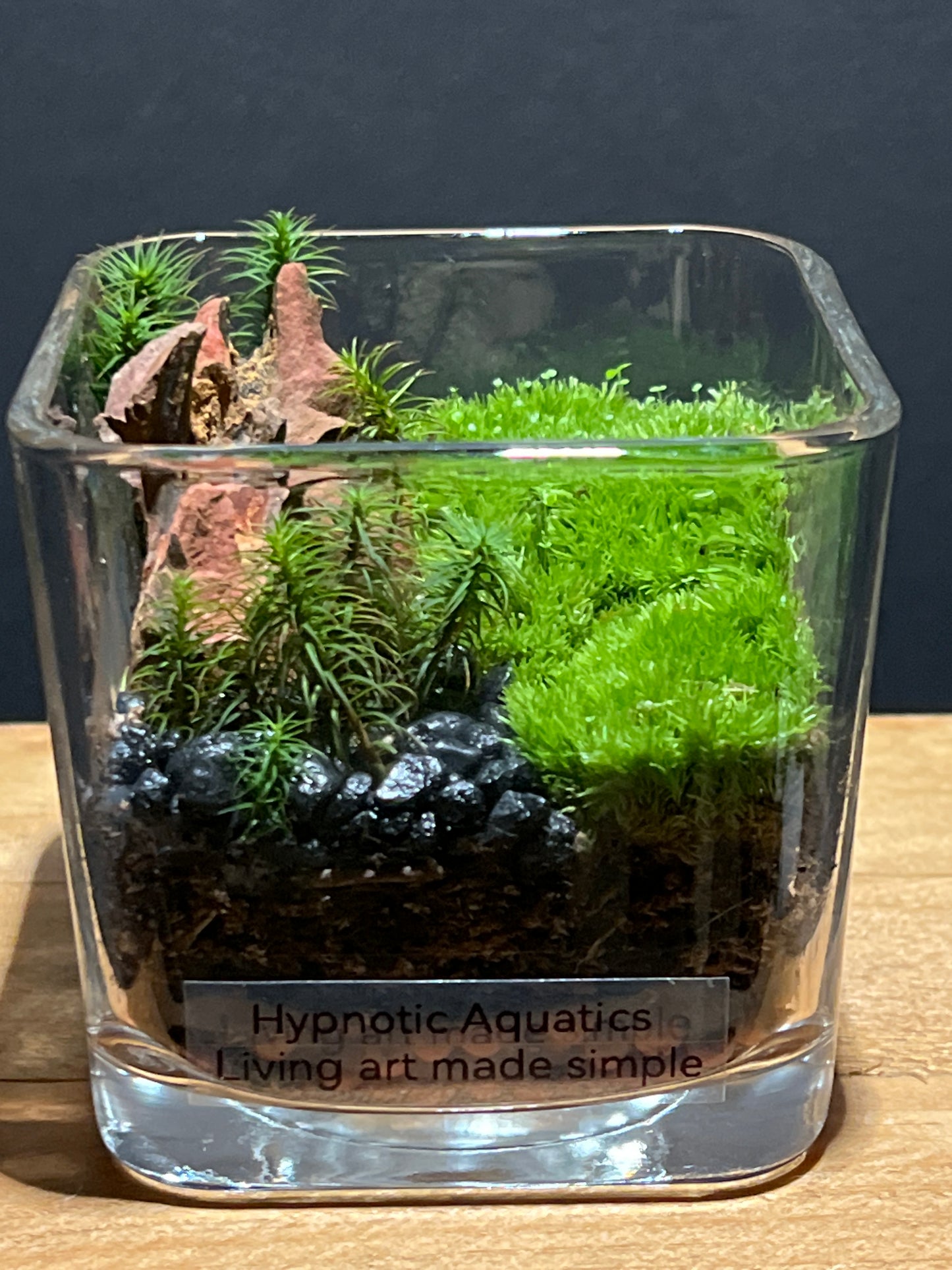 Terrarium #159