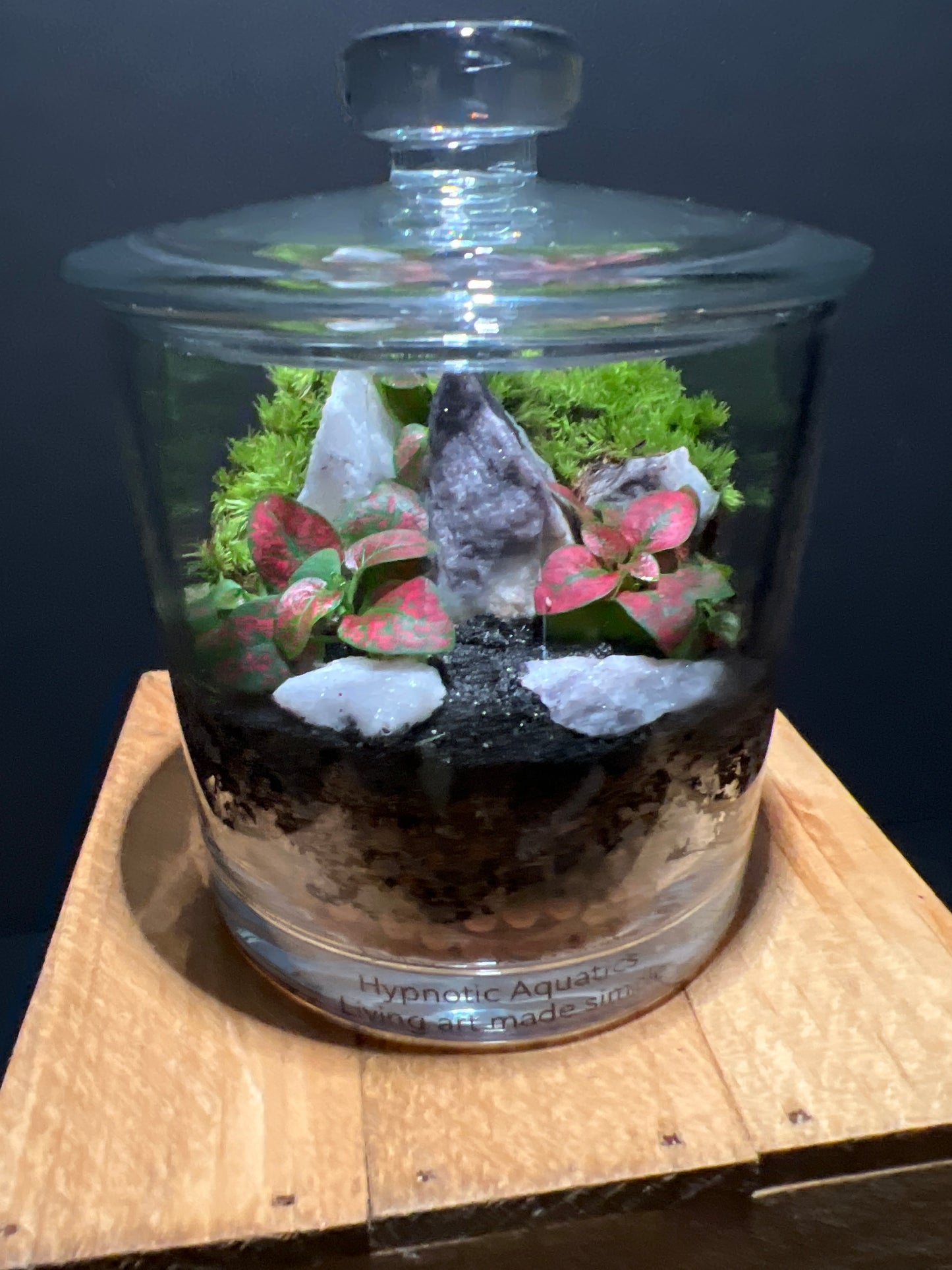 Terrarium #60