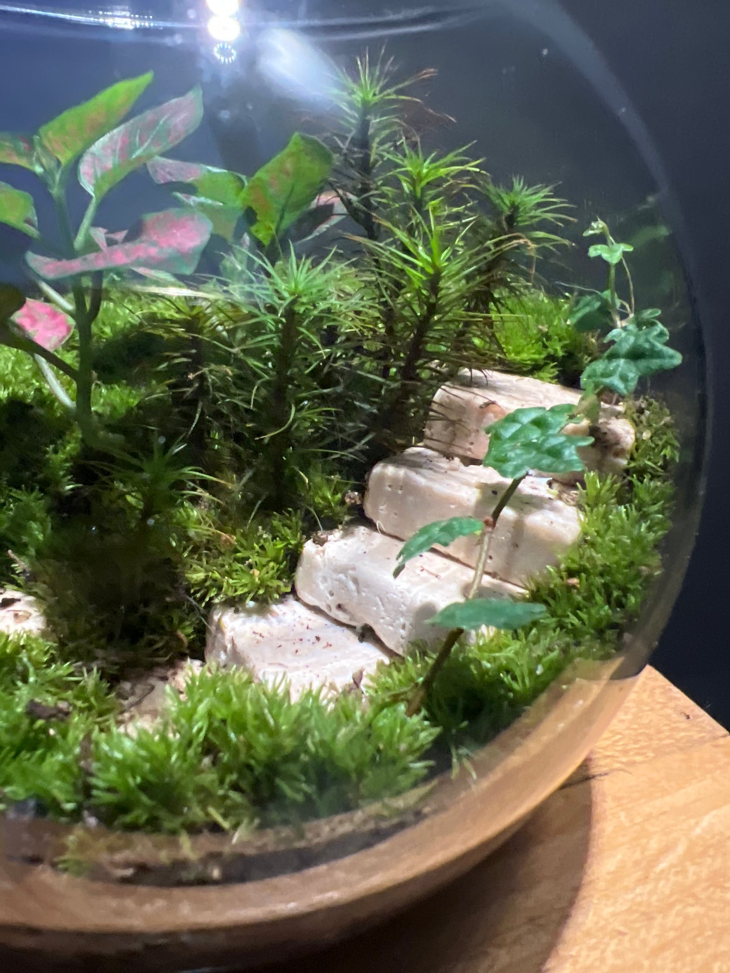 Terrarium #146
