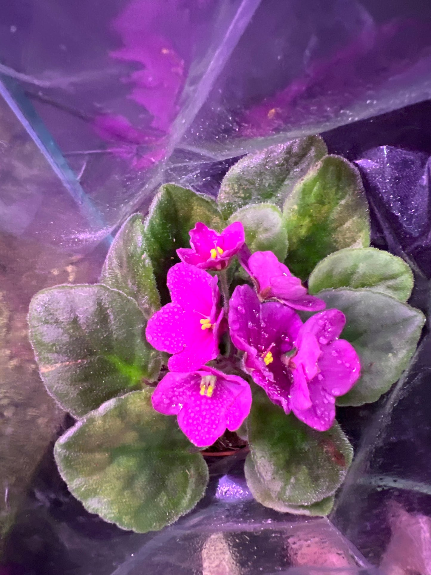 African Violets