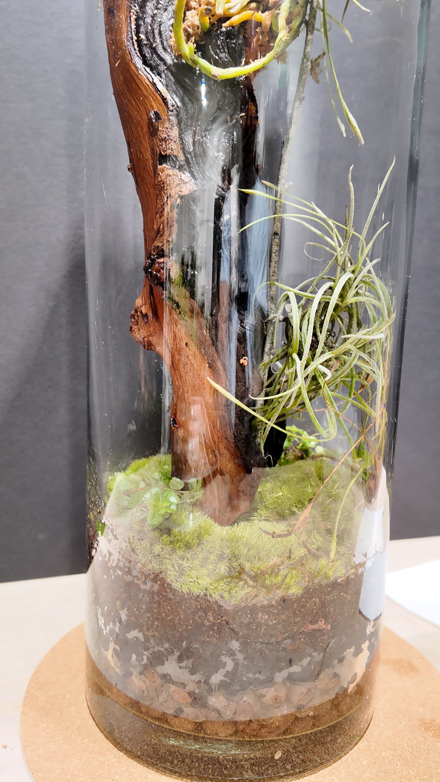 Terrarium #21
