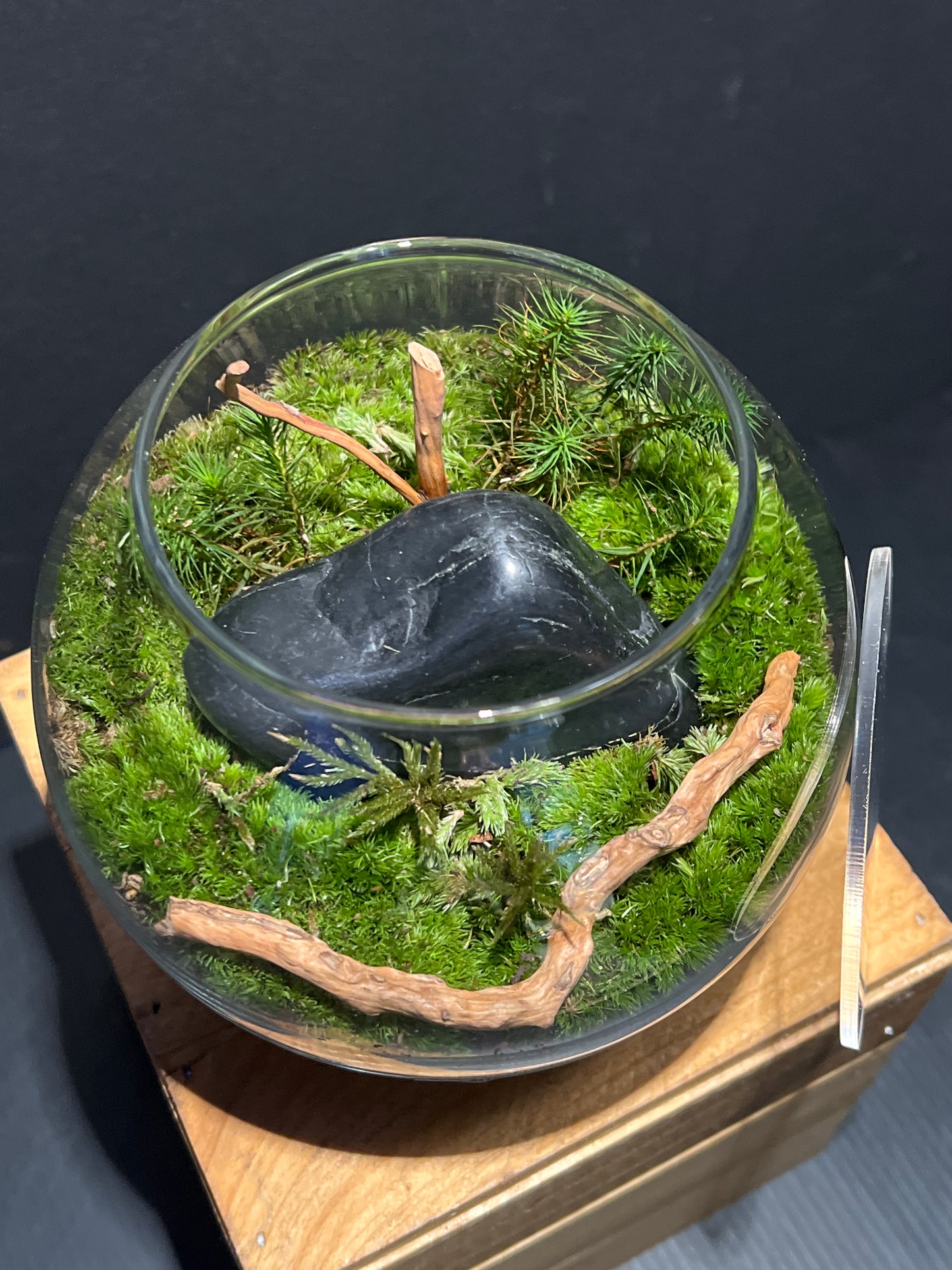 Terrarium #104