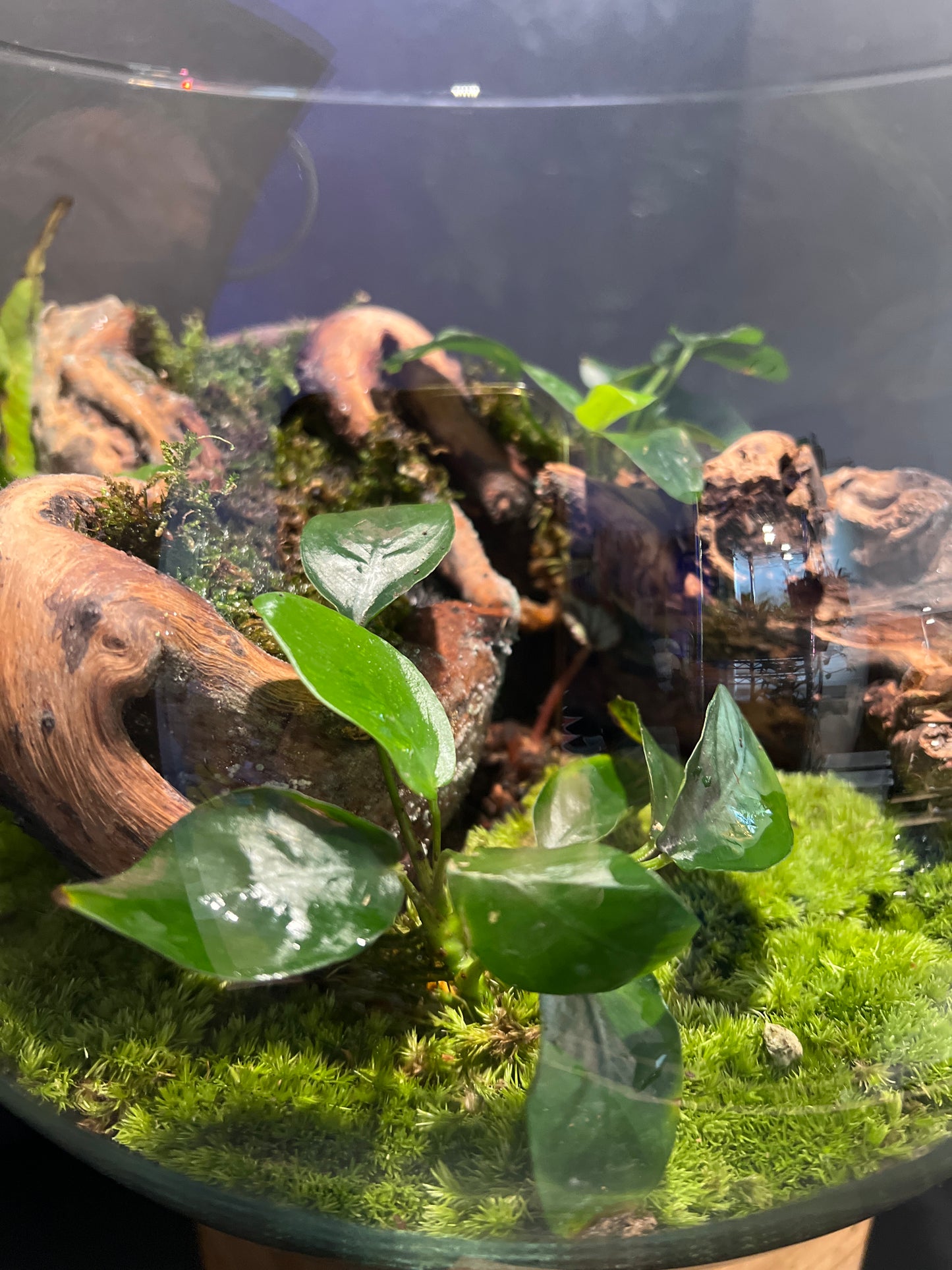 Terrarium #37