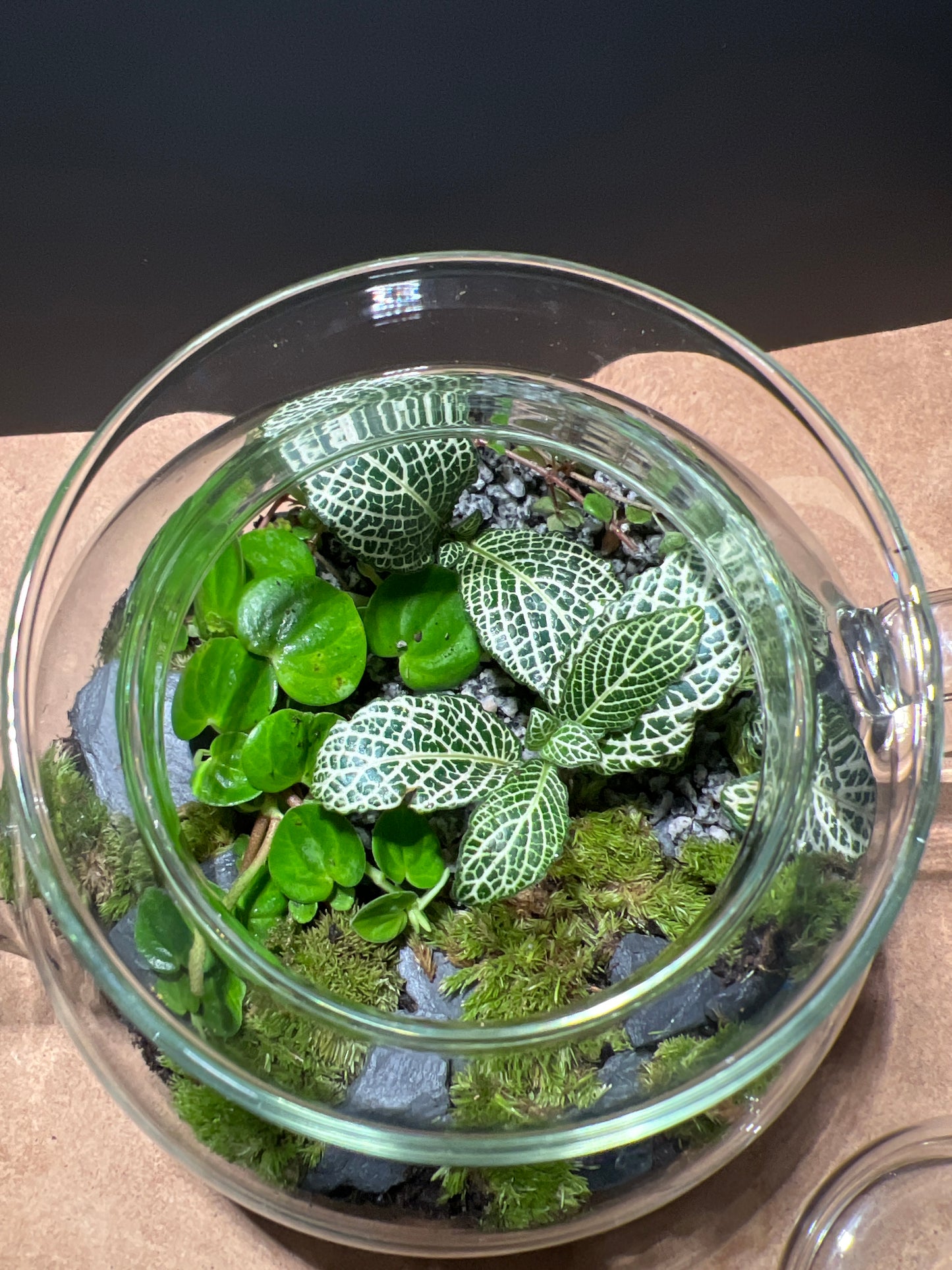 Terrarium 505