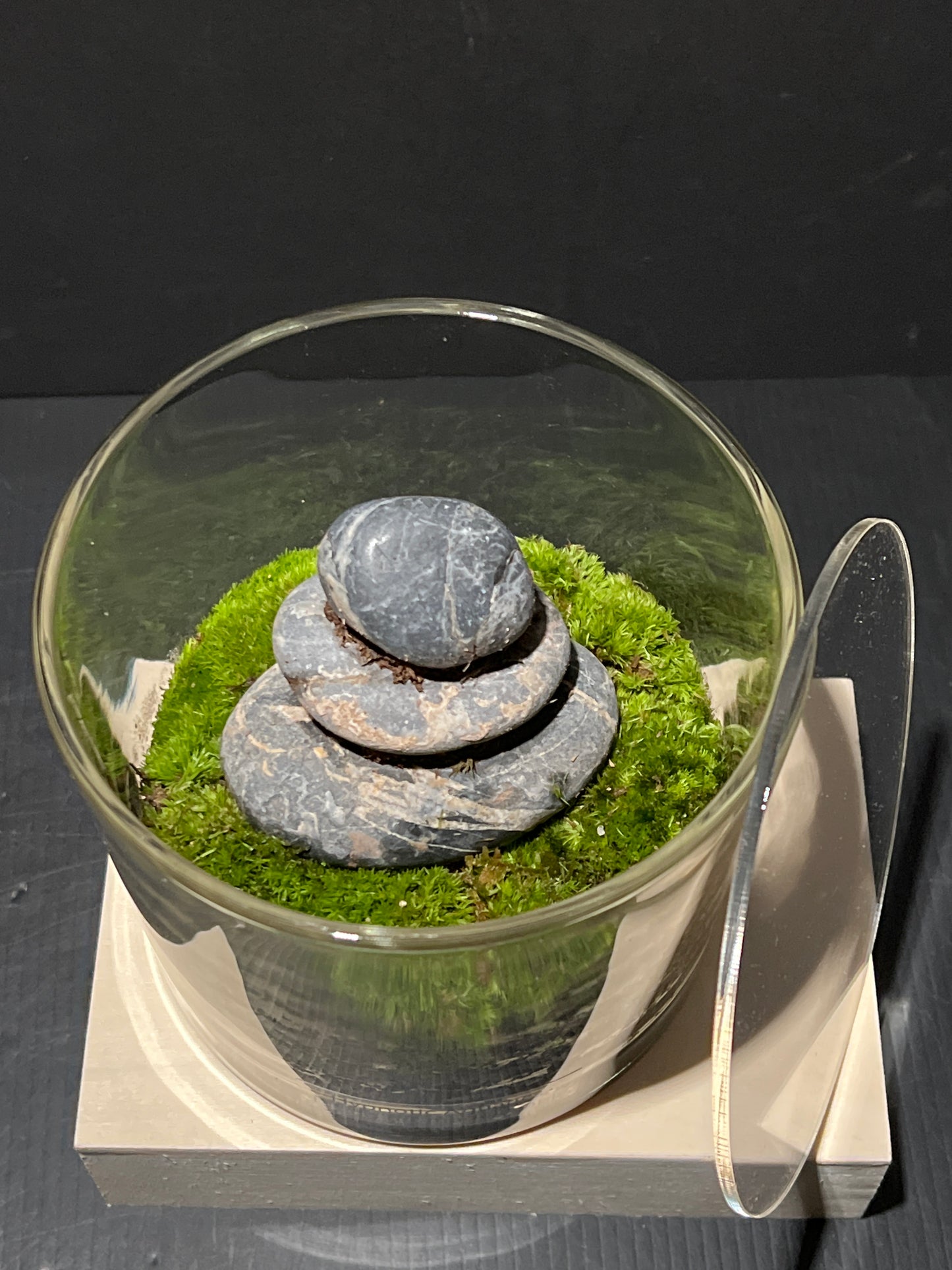 Terrarium 237