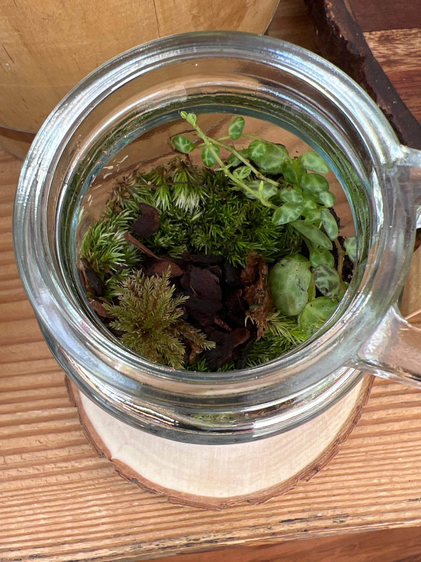 Terrarium 886