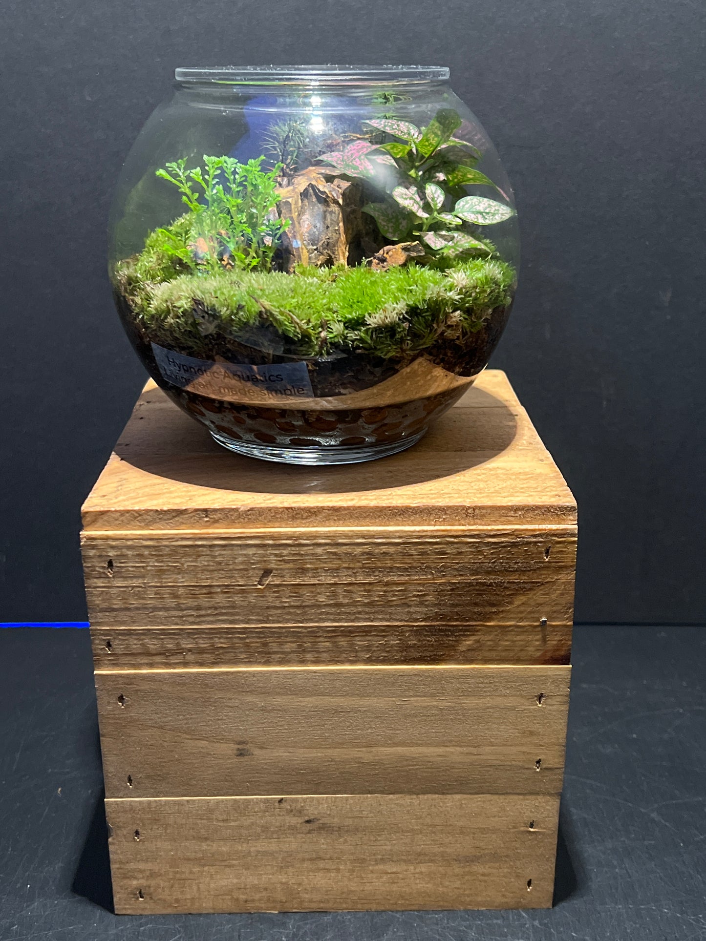Terrarium #111