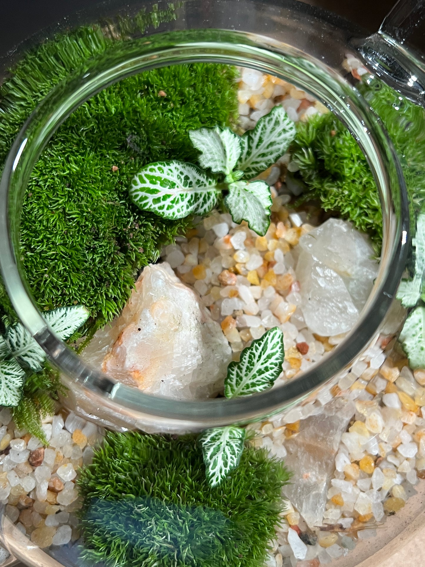 Terrarium 899