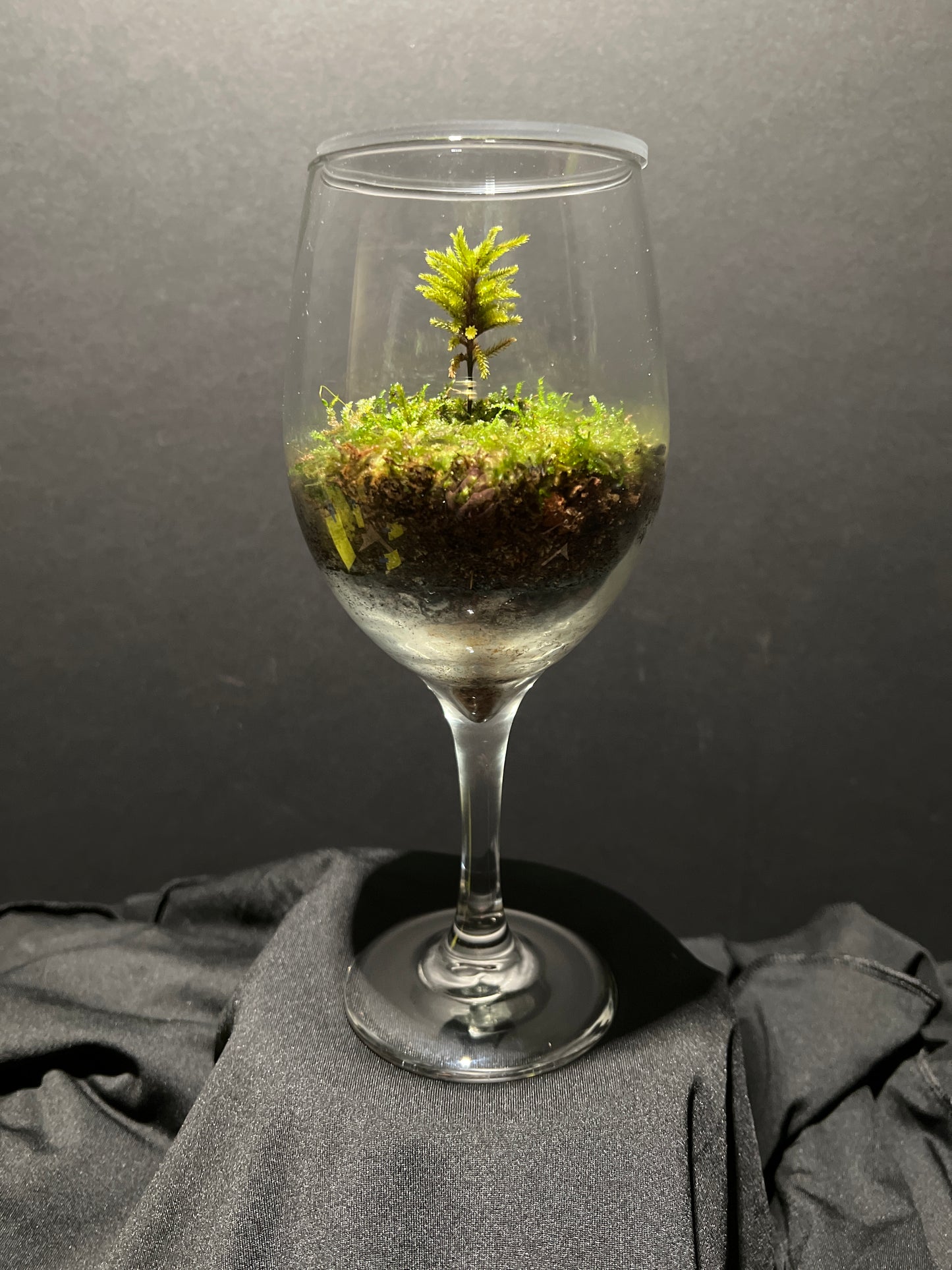 Terrarium #26