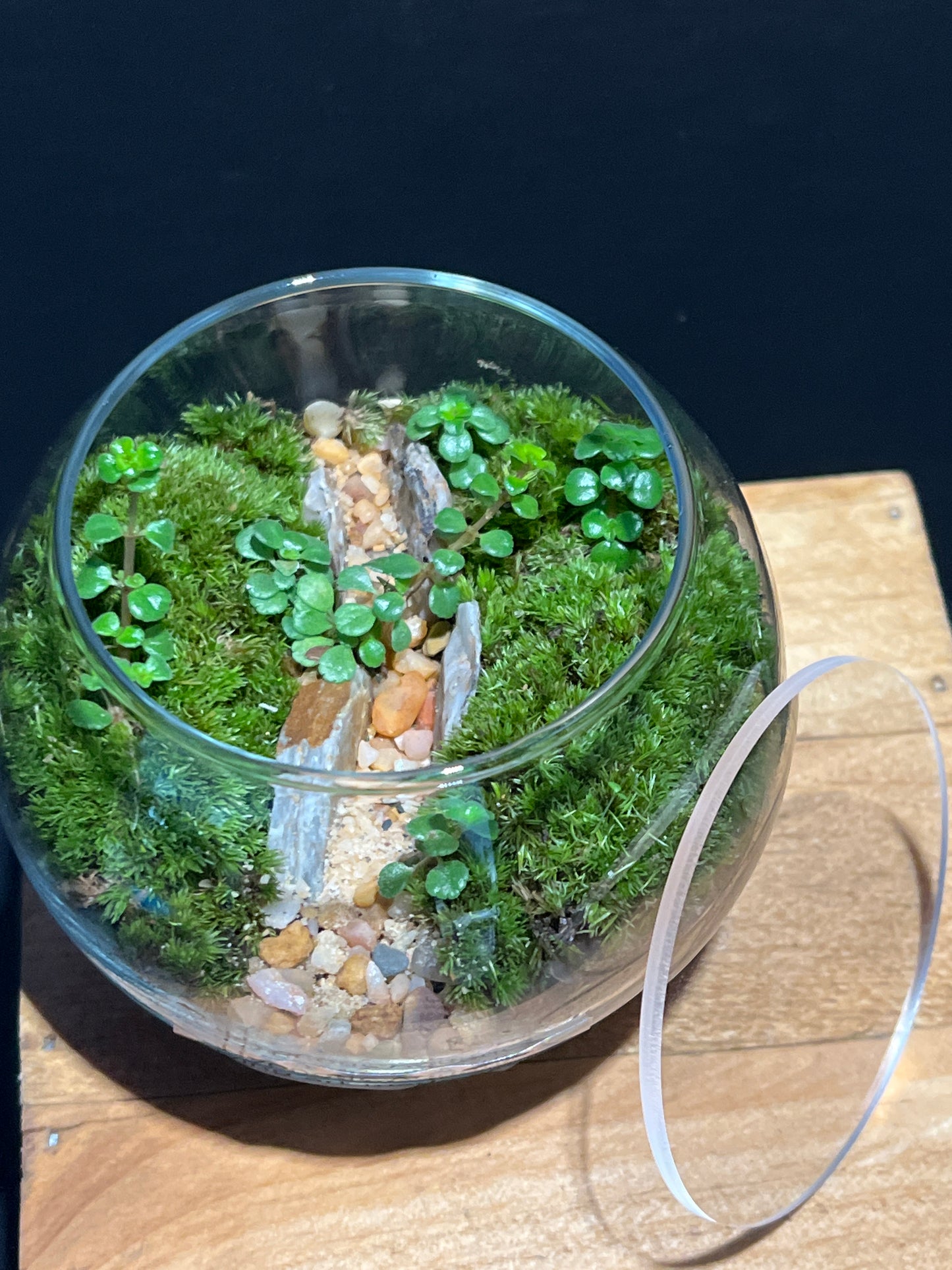 Terrarium #152