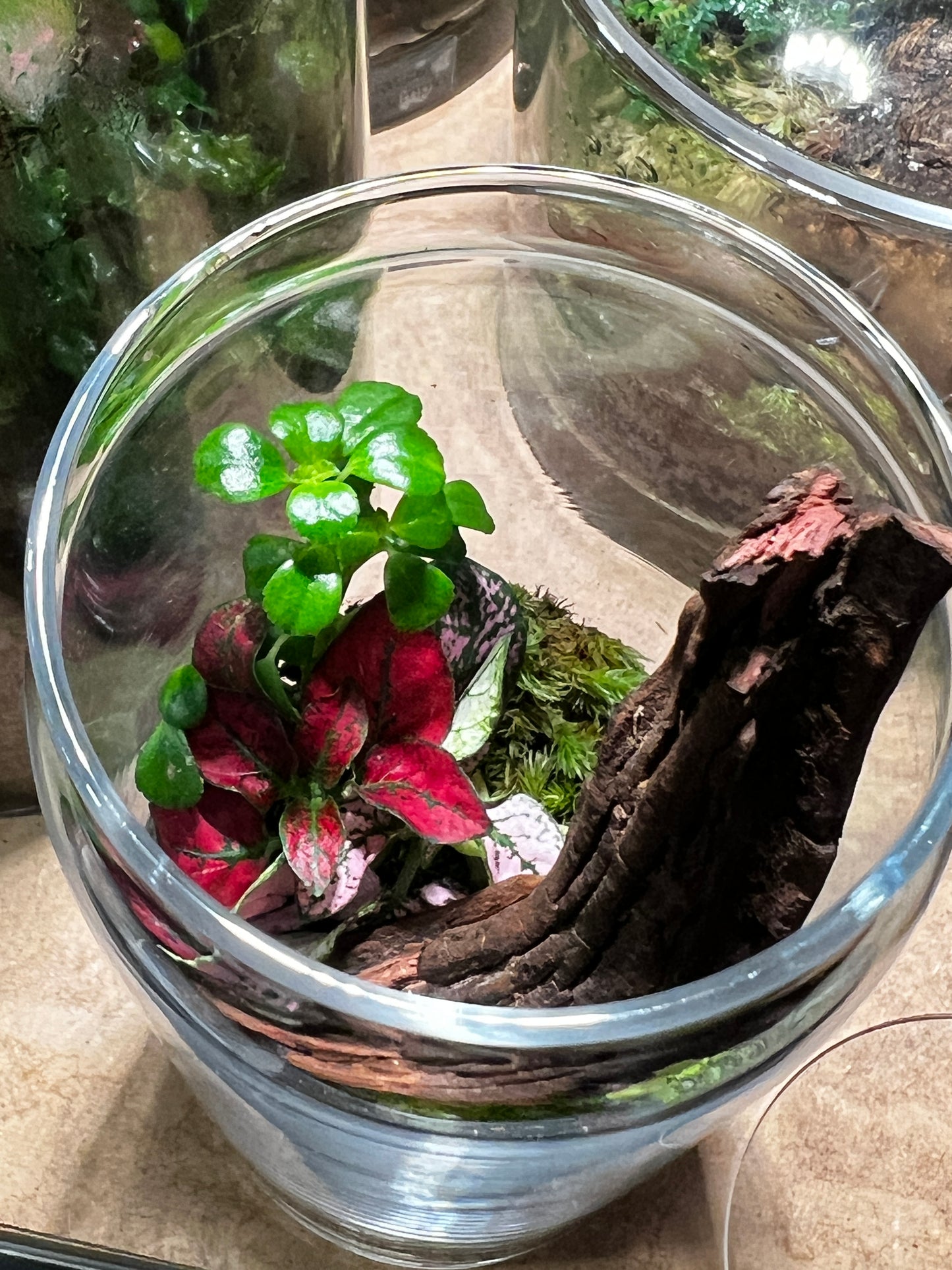 Terrarium 837