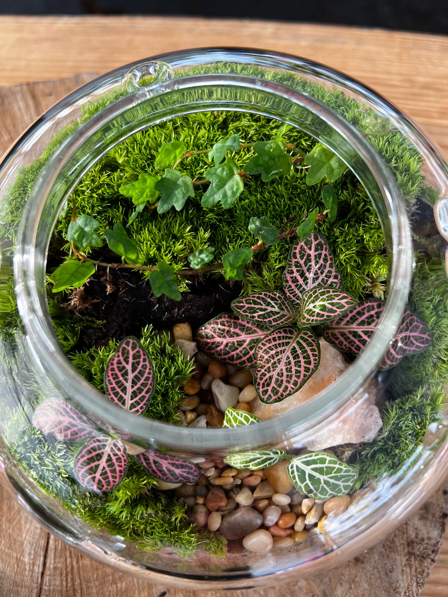 Terrarium 919