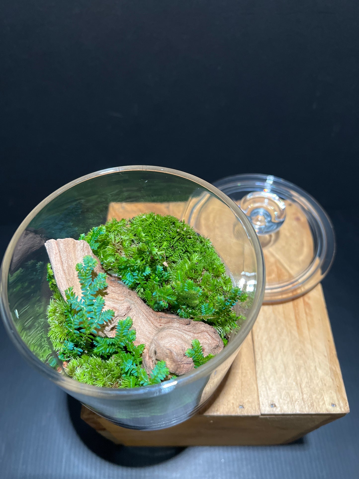 Terrarium #56