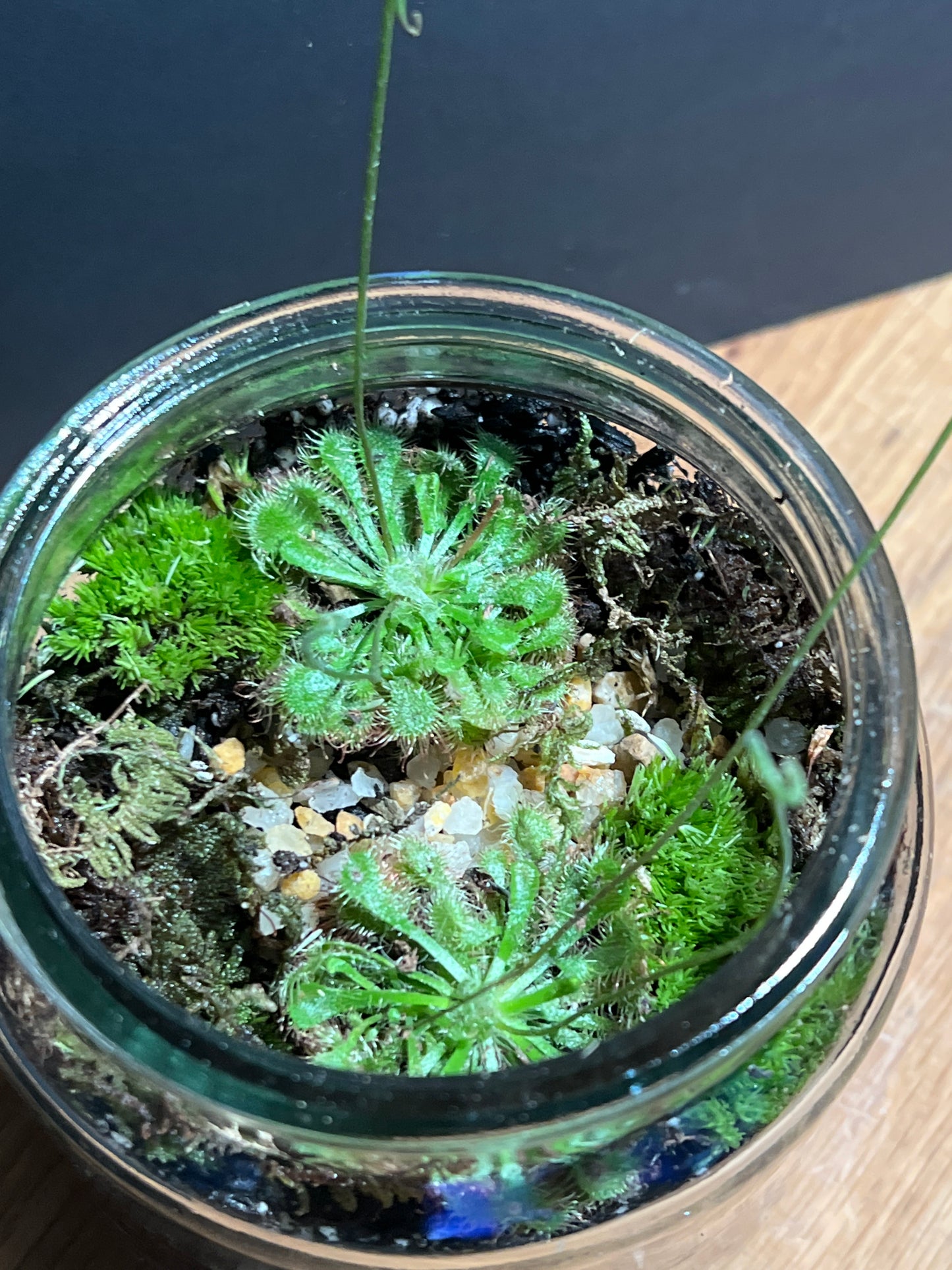 Terrarium 521