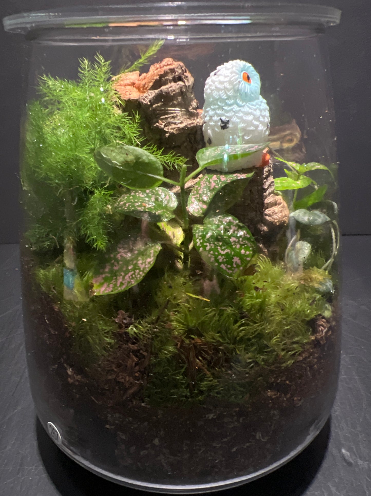 Terrarium 267