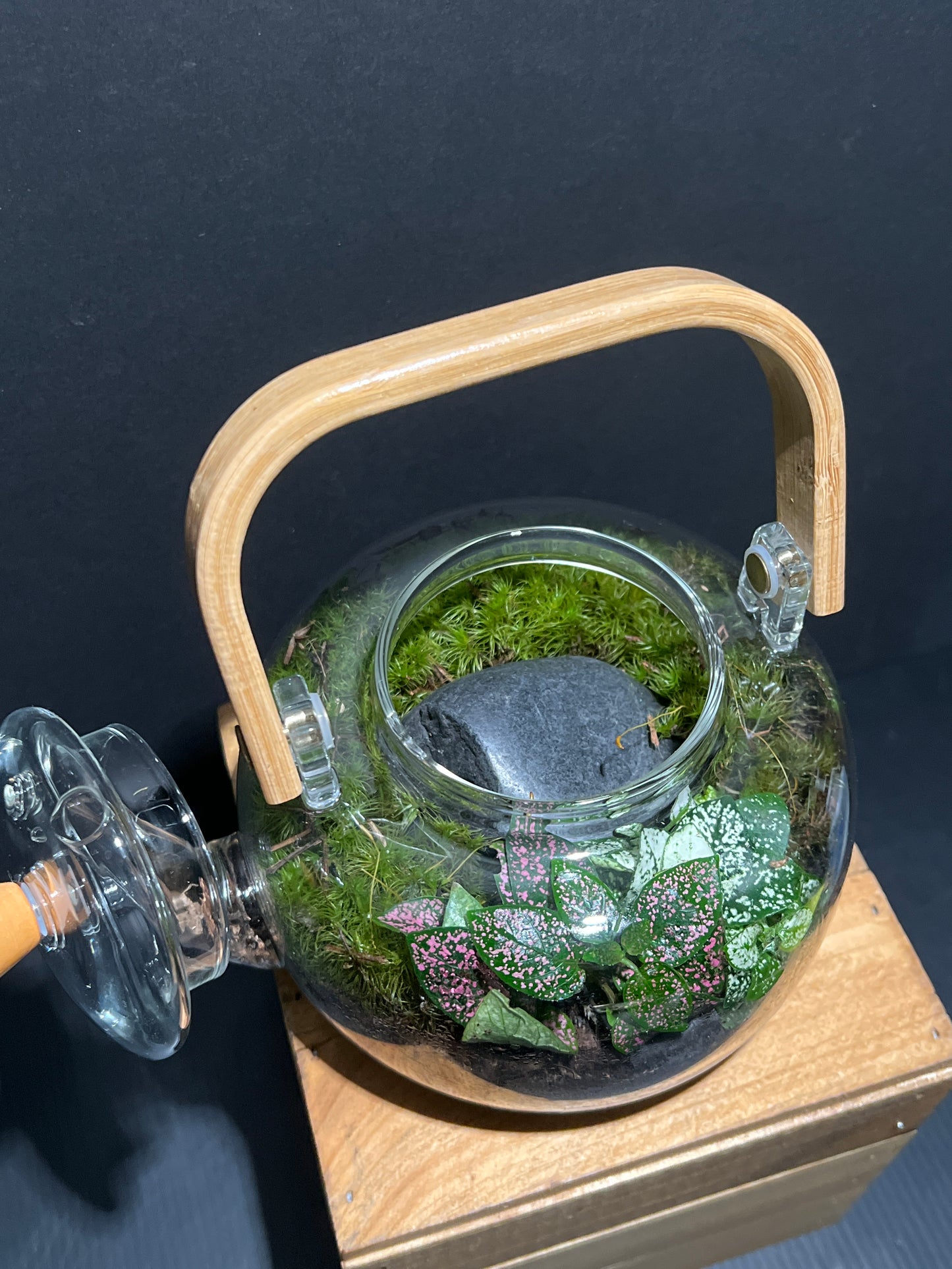 Terrarium #134