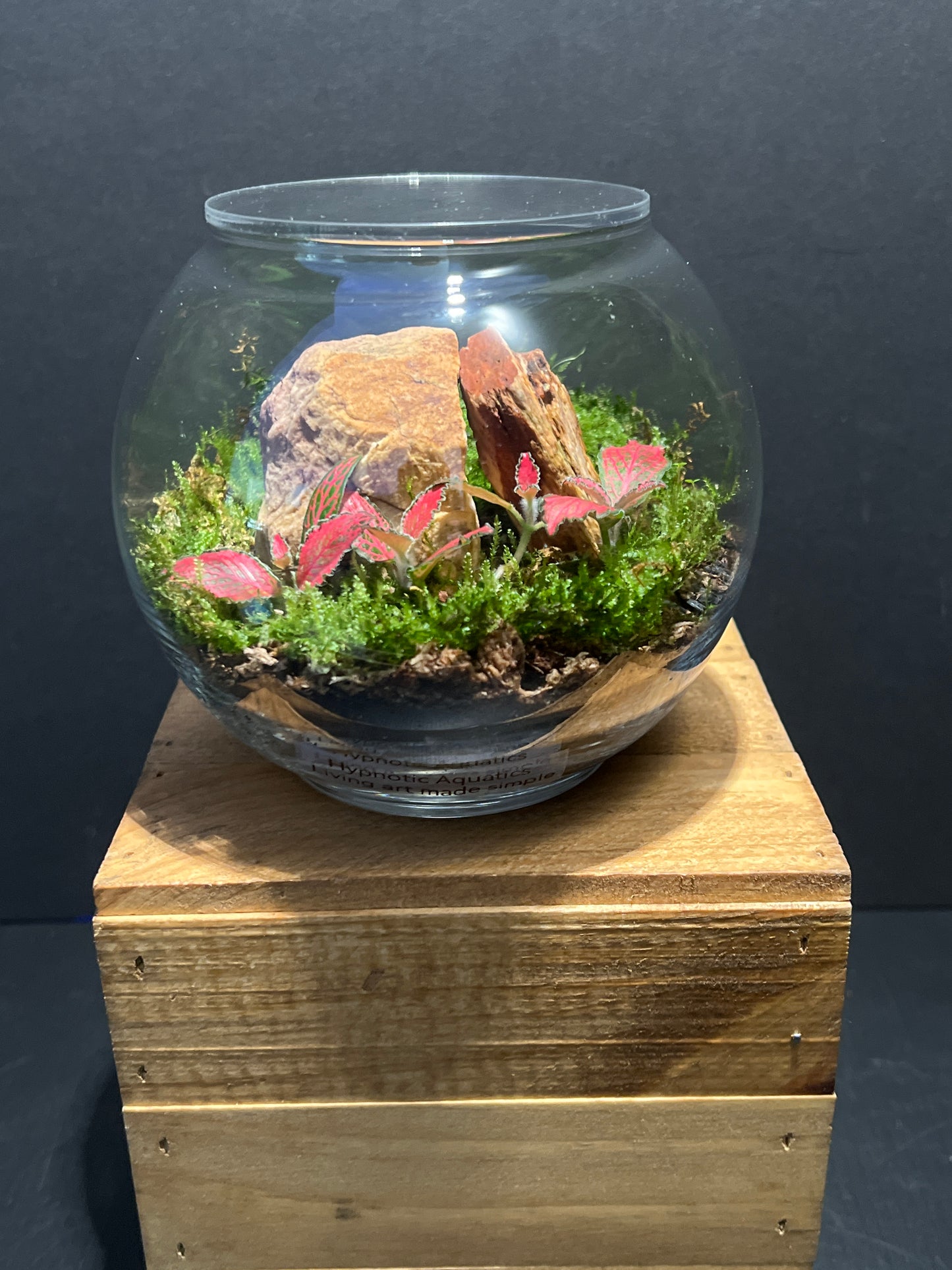 Terrarium #136