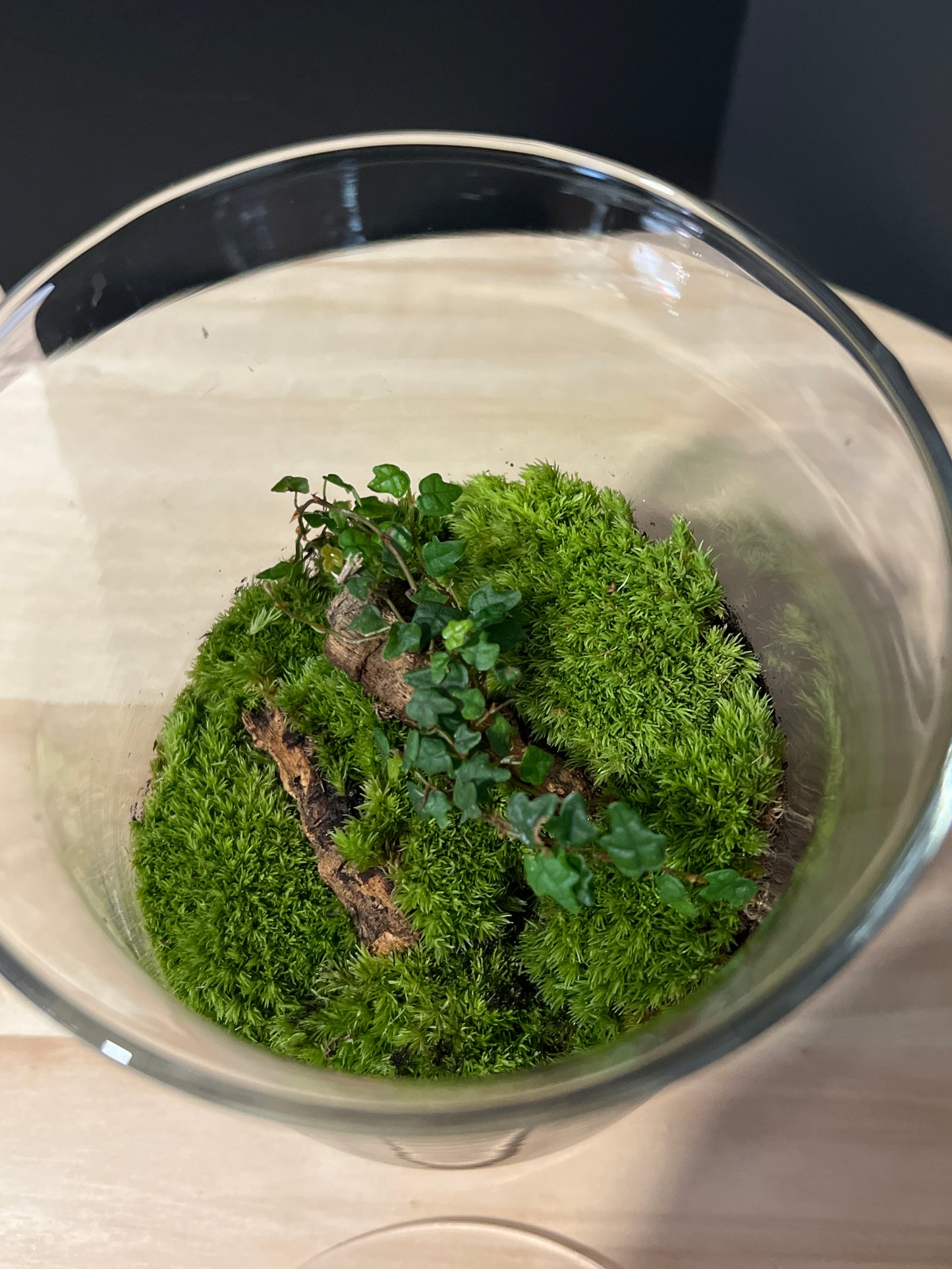 Terrarium 731