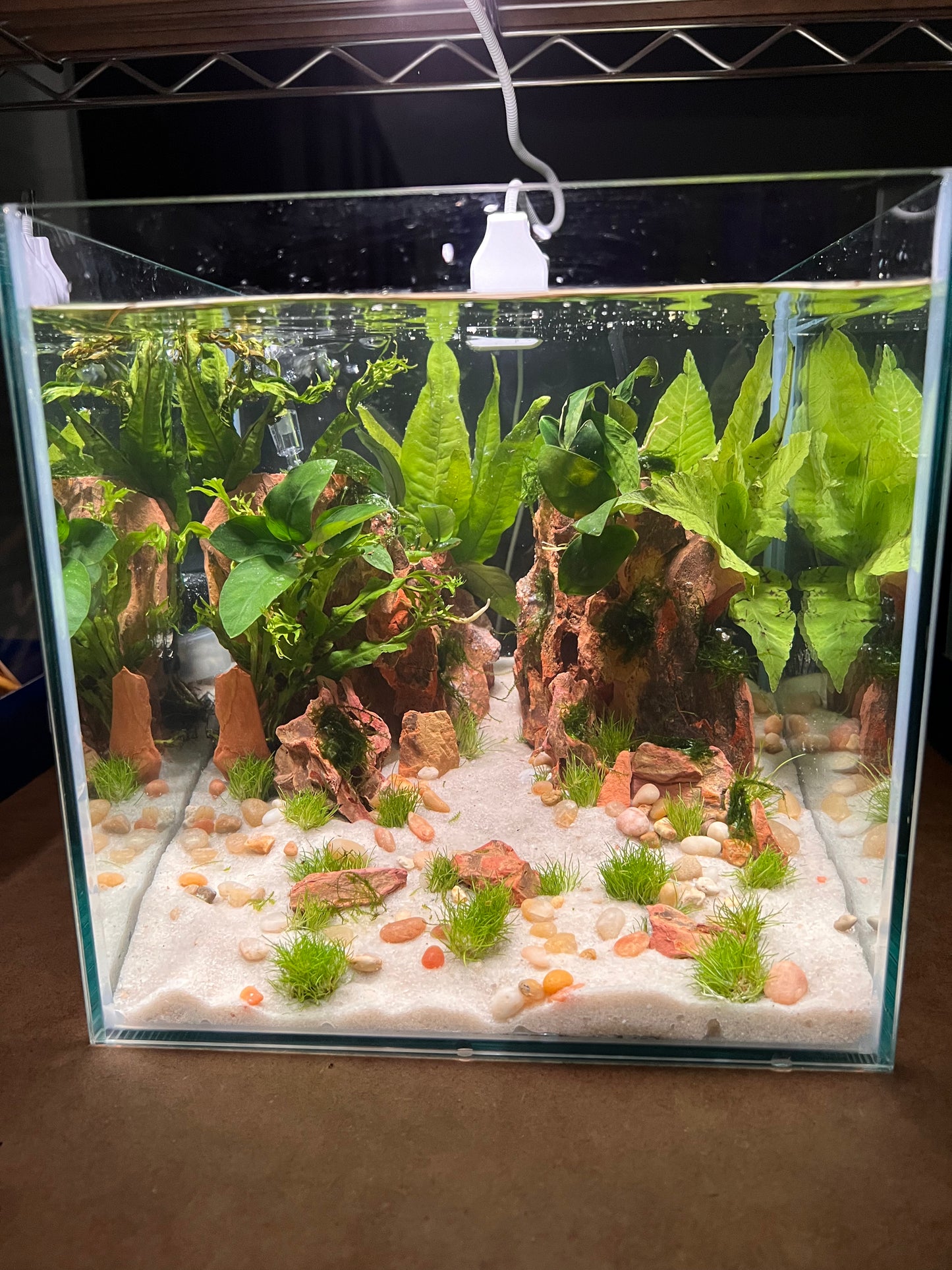 Nano Aquarium: Twin Peaks