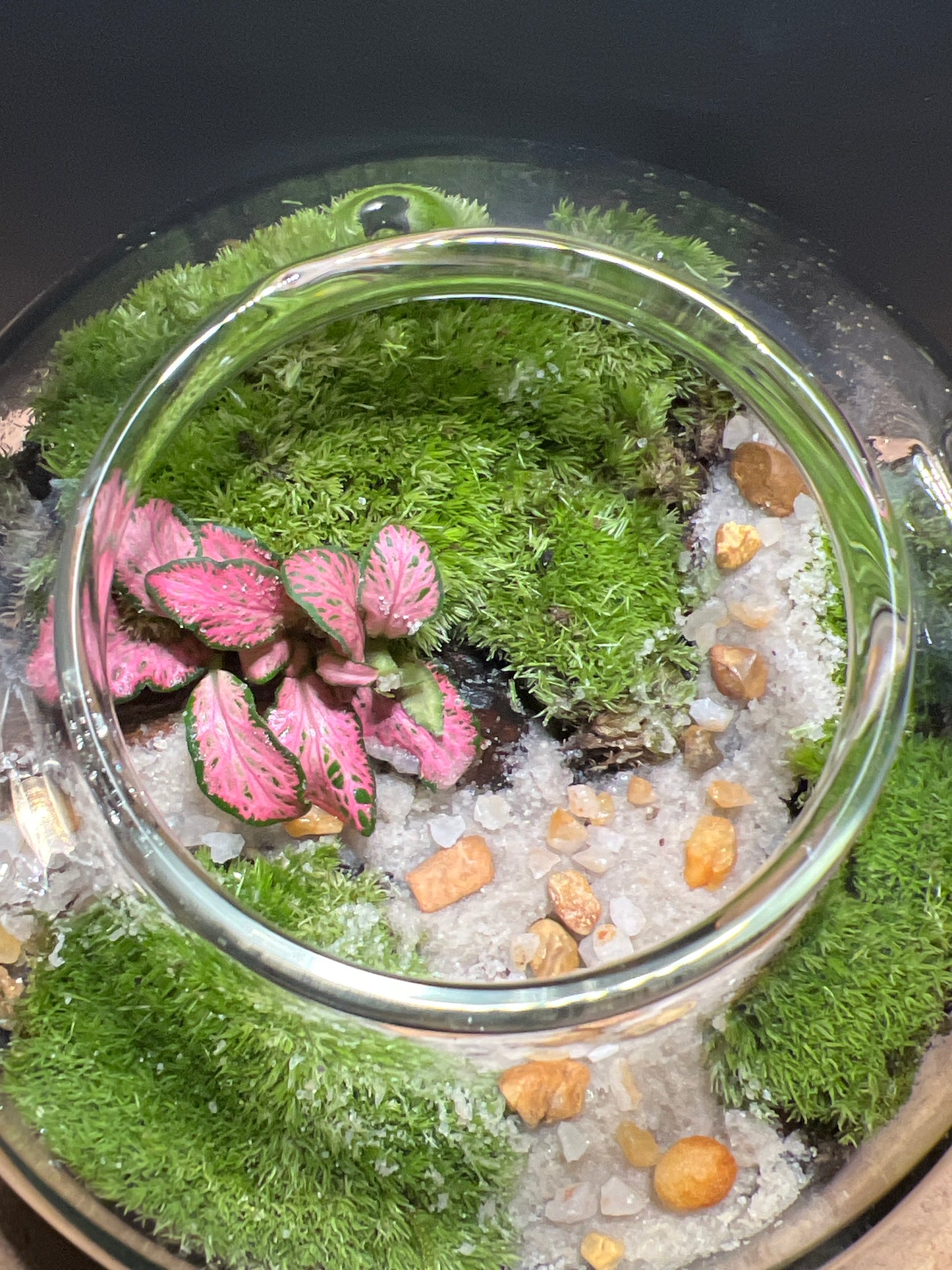 Terrarium 445