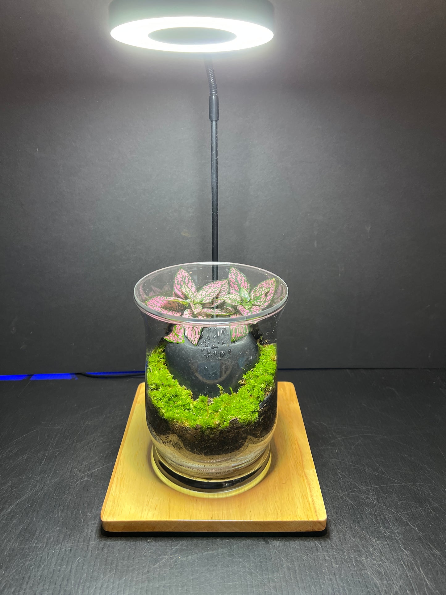 Terrarium 249