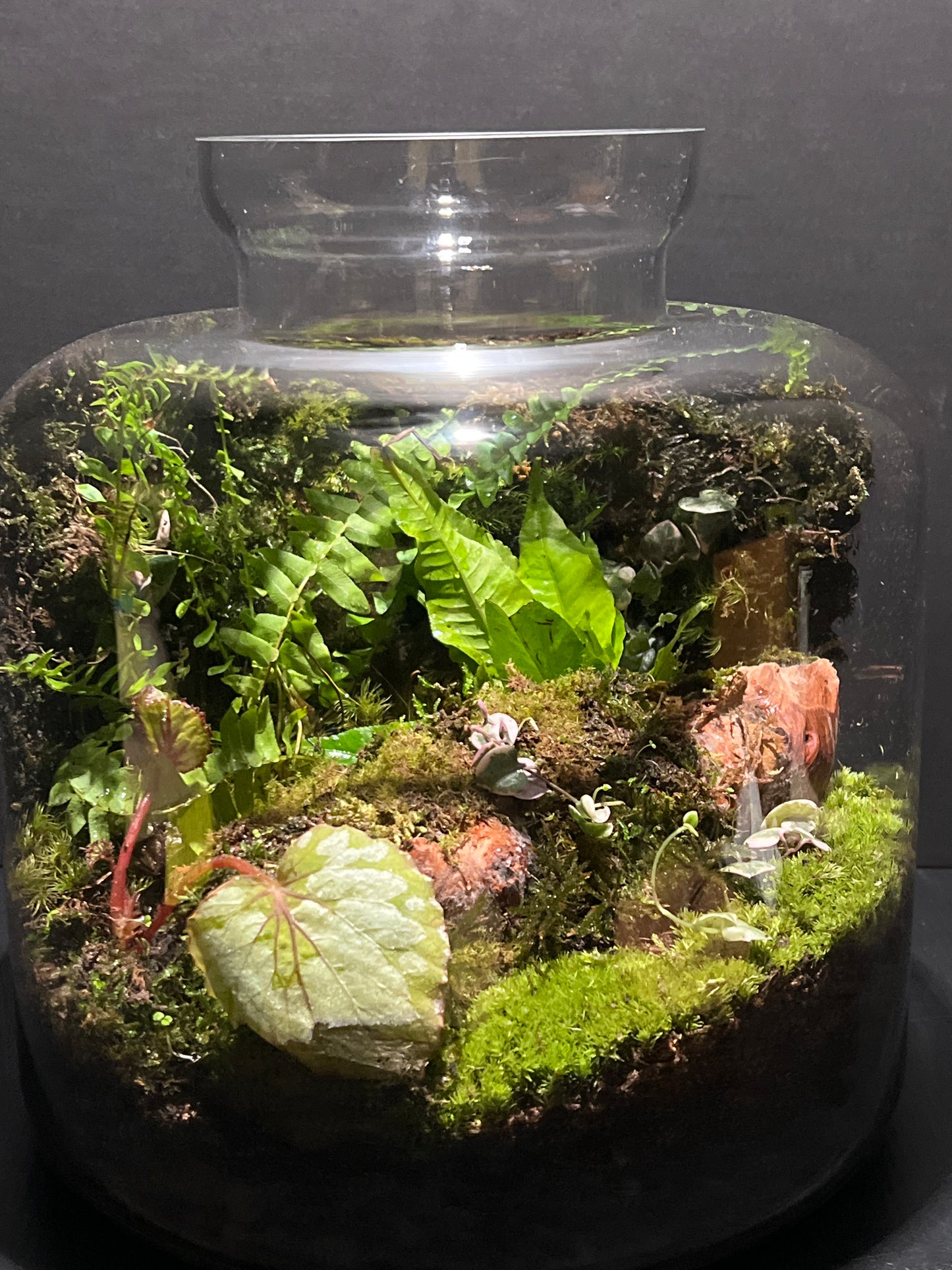 Terrarium #162