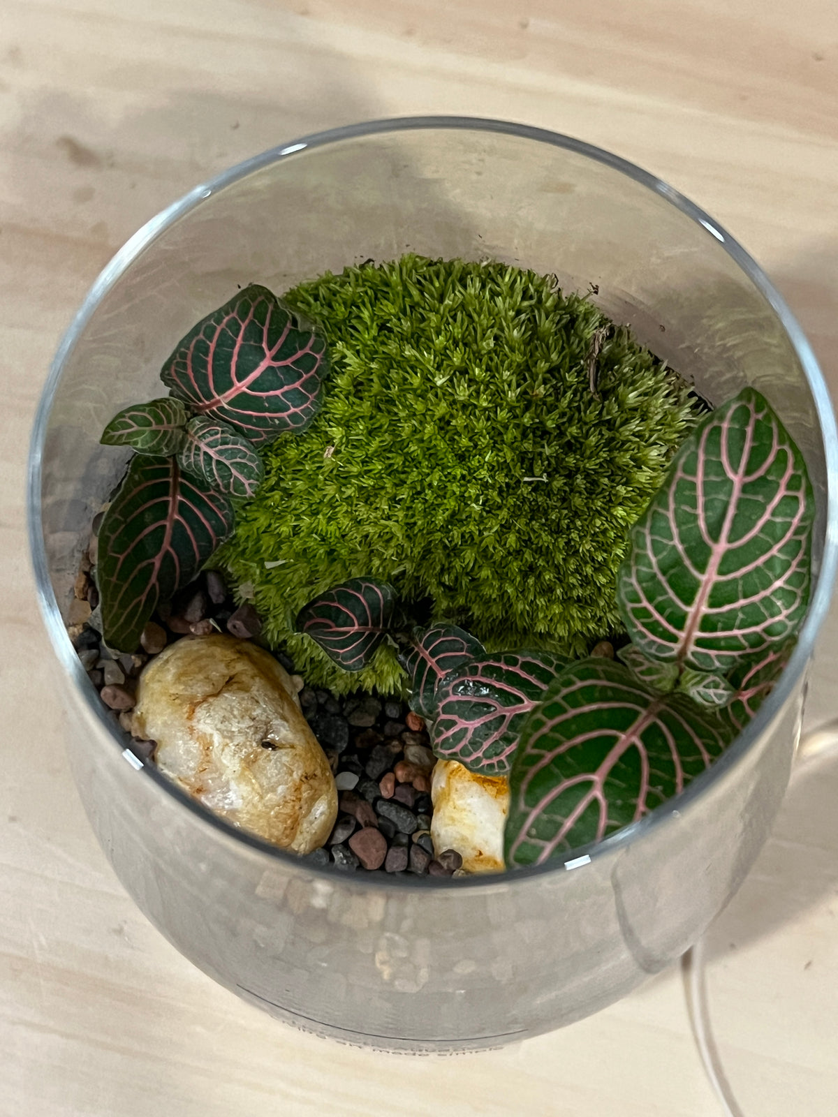 Terrarium 992