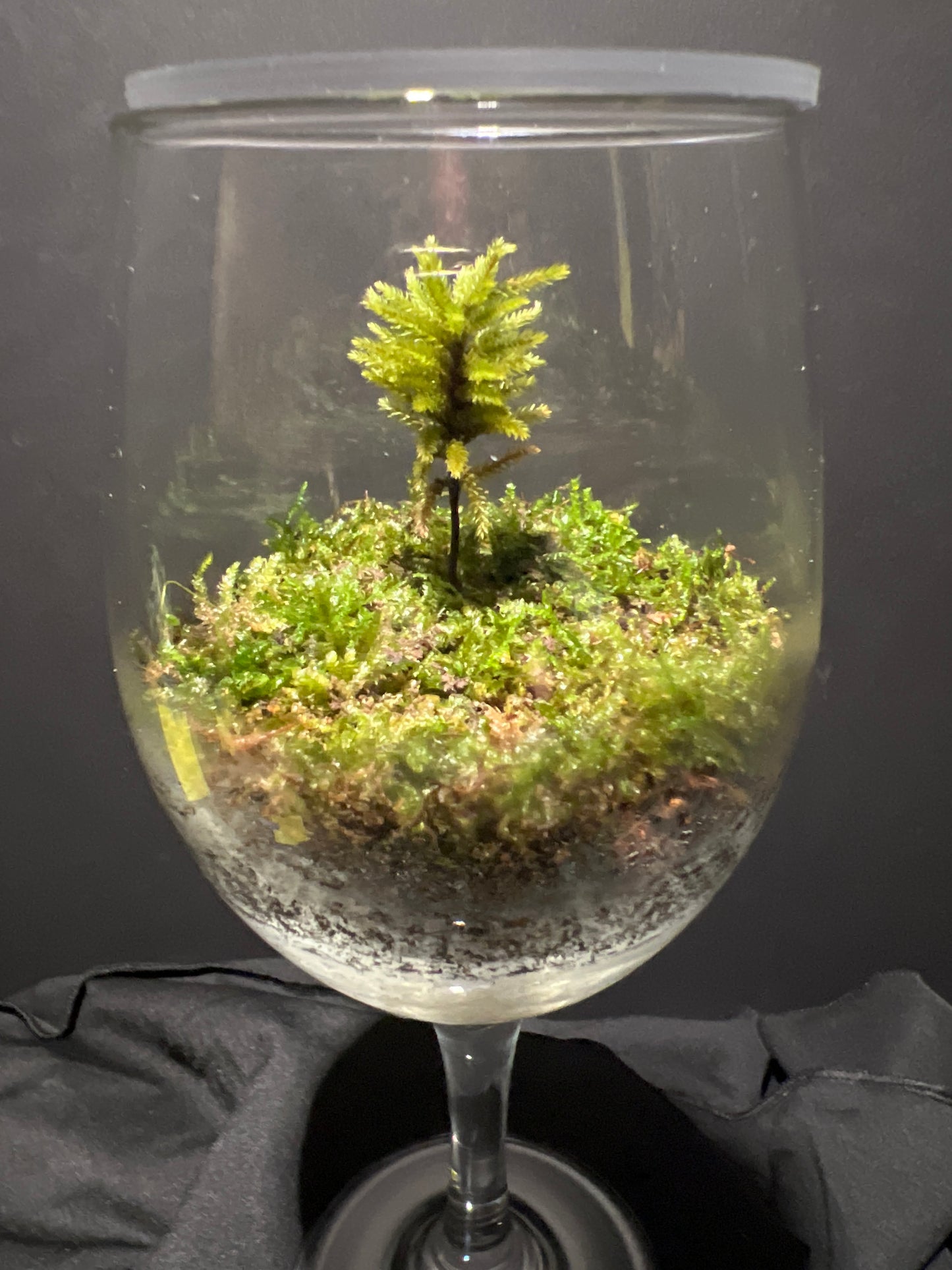 Terrarium #26