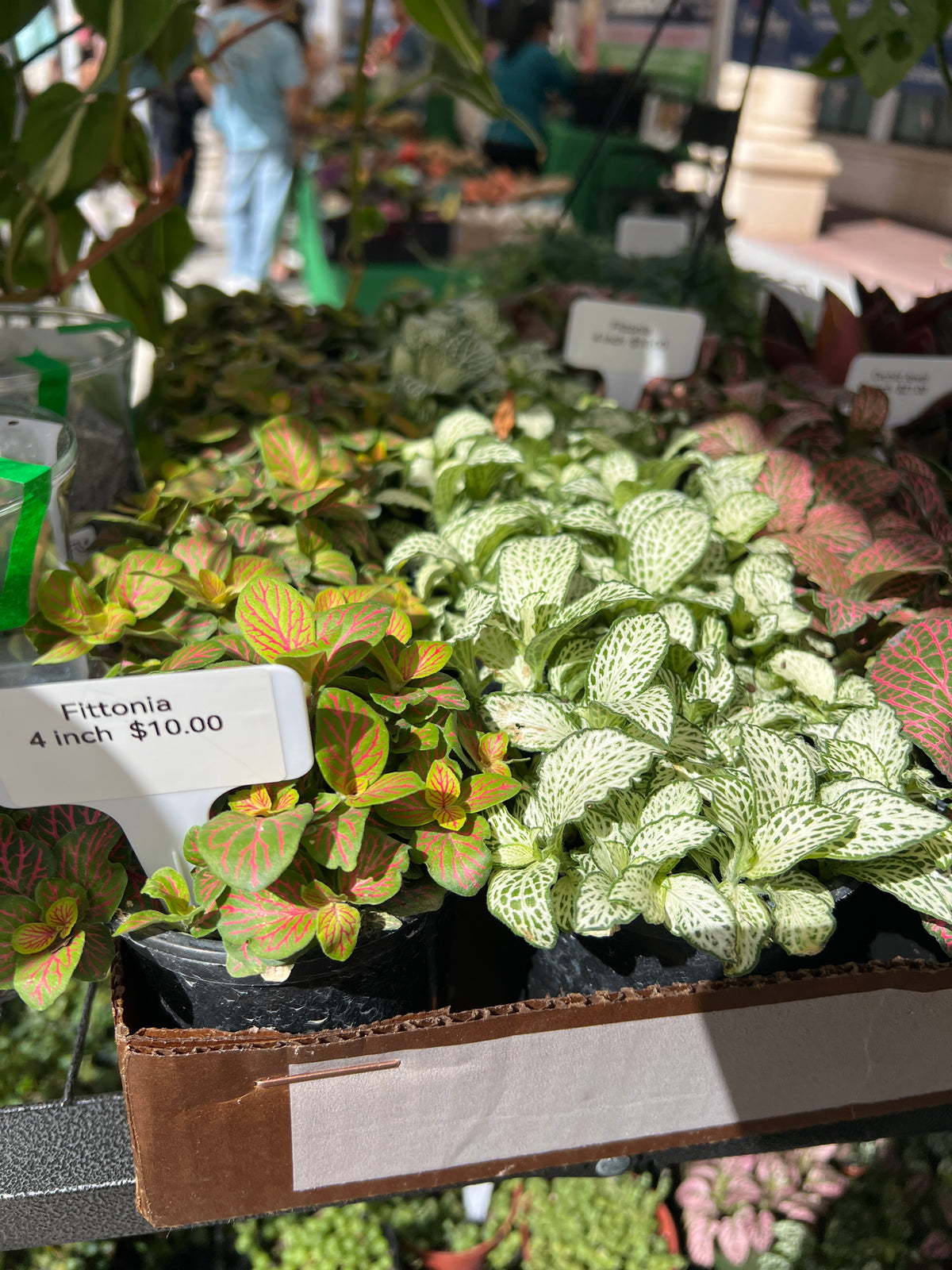 Live Plants: 4” Fittonia Assorted