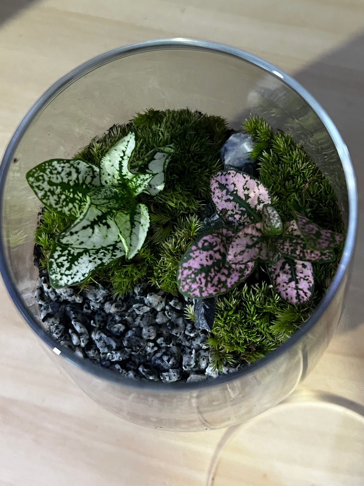 Terrarium 883