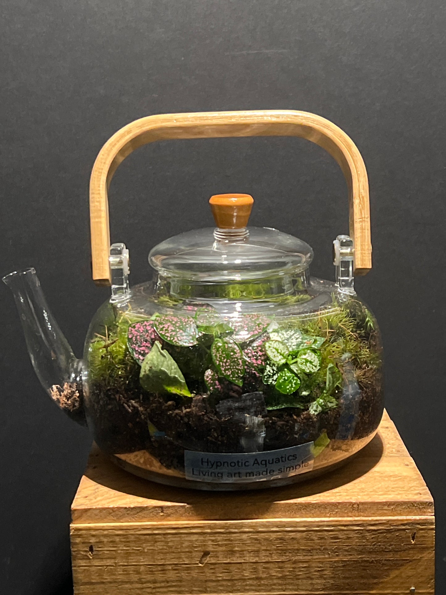 Terrarium #134